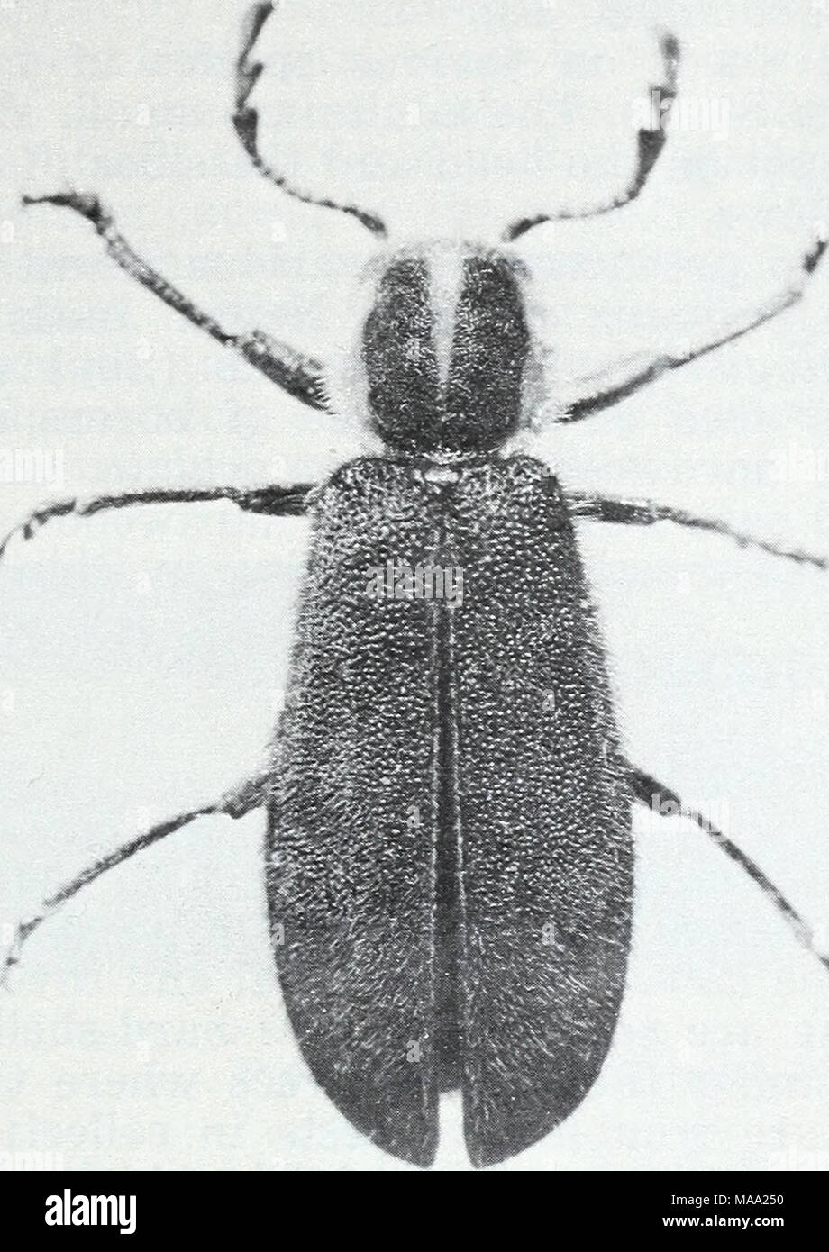 . Eastern forest insects . F-519949 Figure 45.—Adult of Chari- essa pilosa, a predator of wood-boring larvae. Enoclerus nigripes (Say) larvae feed on bark beetles in coni- fers, and on wood borers in hardwoods. Adults are brightly col- ored and about 8 to 12 mm. long. The head, thorax, base of the wing covers, and the undersides are dull red; the remainder is black except for two yellowish cross bars on the wing covers. The larvae are similar to those of Thanasimus dubins. The black- bellied clerid E. lecontei Wolc, has many hosts including bark beetles and weevils in pine, spruce, and juniper Stock Photo