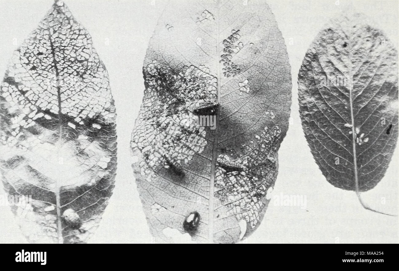 . Eastern forest insects . COURTESY CONN. AGR. EXPT. STA. Figure 42.—Adults, larvae, and pupae of the imported willow leaf beetle, Plagiodera versicolora. Note skeletonization of leaves by larvae and holes eaten in leaves by adults. farther southward. Heavily infested trees may become entirely brown as early as mid-June. A considerable degree of natural control is exerted by the imported pupal parasite, Schizonotas sieboldi (Ratzeburg) (203). Extremely cold winters are also fatal to adults not well protected. Systena marginalis (111.) feeds on oak in the midwest and on cypress in northern Flor Stock Photo