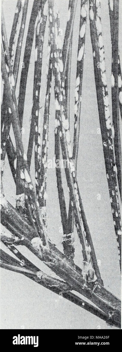 . Eastern forest insects . COURTESY CONN. AGR. EXPT. STA. Figure 32.—Pine needle scale, Pheyiacaspis pinifoliae, on nee- dles of red pine. Pine needle scale infestations (fig. 32) are occasionally so heavy that infested trees present a gray, unhealthy appearance. Heavy infestations cause the needles to turn yellow and may kill parts of branches or entire young trees. Damage is particularly noticeable and troublesome on ornamental plantings in or near towns and cities. The twice-stabbed lady beetle is an important enemy of the species. 110 Stock Photo