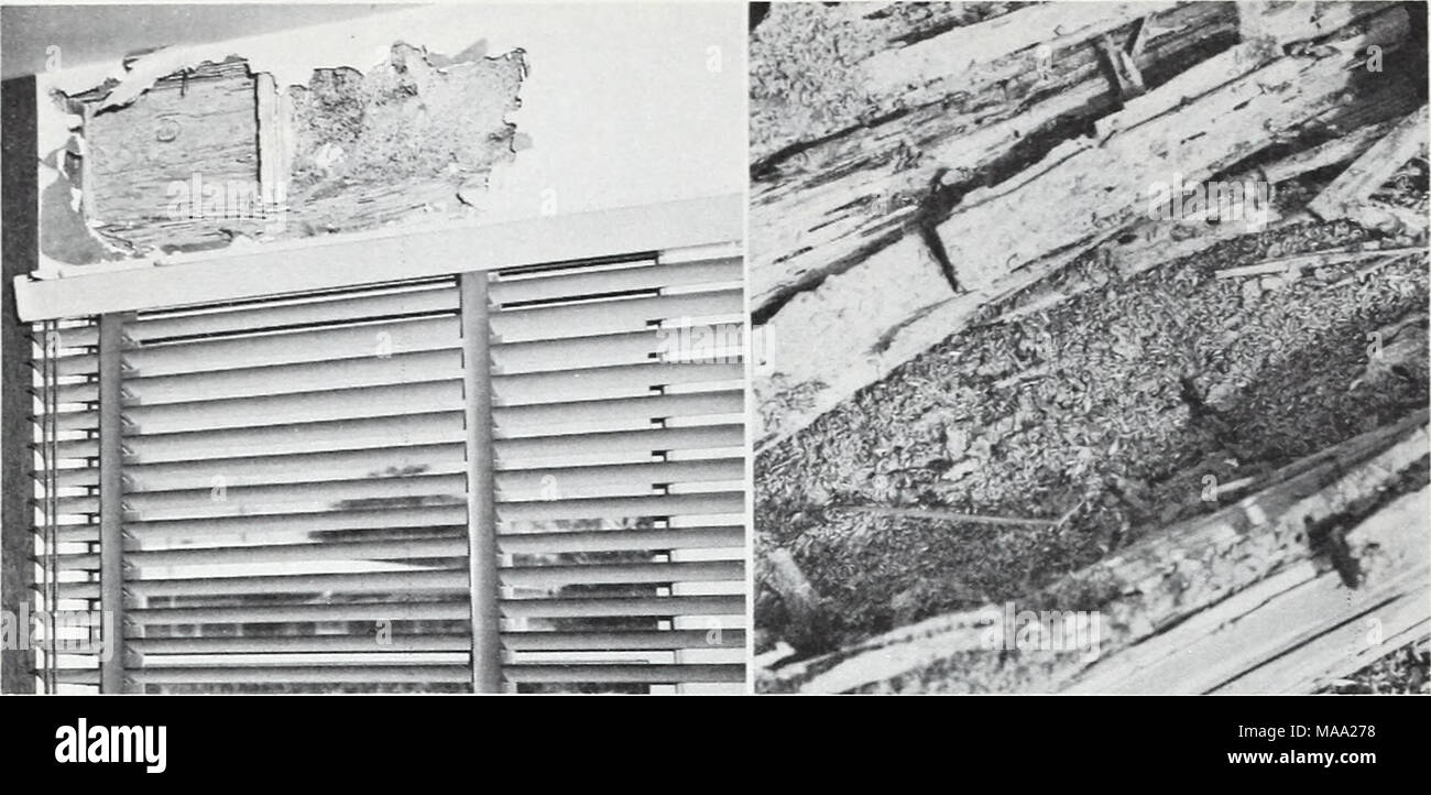 . Eastern forest insects . F-519935 Figure 8.—Formosan subterranean termite colony and damage: left, carton nest and damaged wood above a window inside a building; right, colony of workers in a cypress log. Nonsubterranean Termites Several species of nonsubterranean termites occur in the East- ern States. They are found throughout the state of Florida; also in a narrow strip along the Atlantic Coast as far north as south- eastern Virginia, and westward along the Gulf Coast to Mexico. Infestations are found in structural timber and other woodwork in buildings; in furniture; in utility poles; in Stock Photo