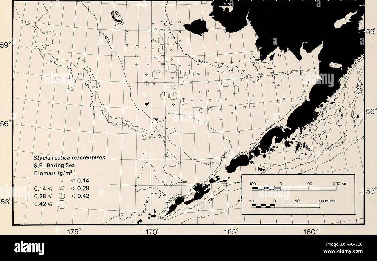 . The Eastern Bering Sea Shelf : oceanography and resources / edited by Donald W. Hood and John A. Calder . Figure 65-35. Distribution and biomass of the tunicate Styela rustica macrenteron in the southeastern Bering Sea. Stock Photo