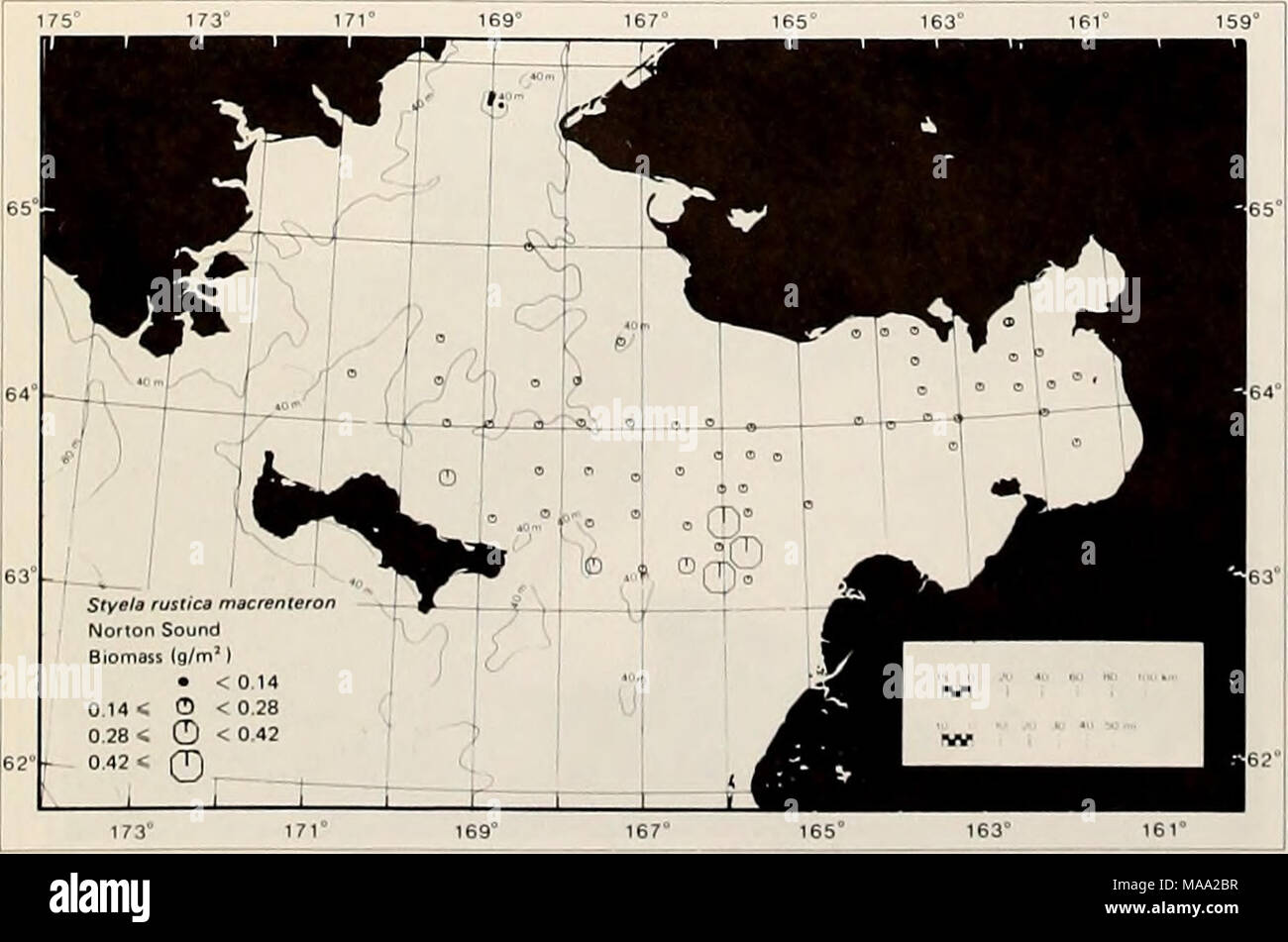 . The Eastern Bering Sea Shelf : oceanography and resources / edited by Donald W. Hood and John A. Calder . 170Â° 165Â° 160Â° 155Â° 69Â° Styeta rustics macrenteron Chukchi Sea ''^^M 69Â° ^^^^^1 â H Biomasi (9/m') ^^^^^^^1 1 ^ ' ' ^H â¢ &lt;0.14 0.14 &lt; 0 &lt; 0.28 ^^^^^H - 1 0.28 &lt; 0 -'^^^^^^^H 68&quot; 67Â° fc .' â¢ . â¢ â â ' 67Â° 66Â° 66&quot; 170&quot; 165Â° 160Â° Figure 65-36. Distribution and biomass of the tunicate Styela rustica macrenteron in the northeastern Bering Sea. Figure 65-37. Distribution and biomass of the tunicate Styela rustica macrenteron in the southeastern Chukchi  Stock Photo