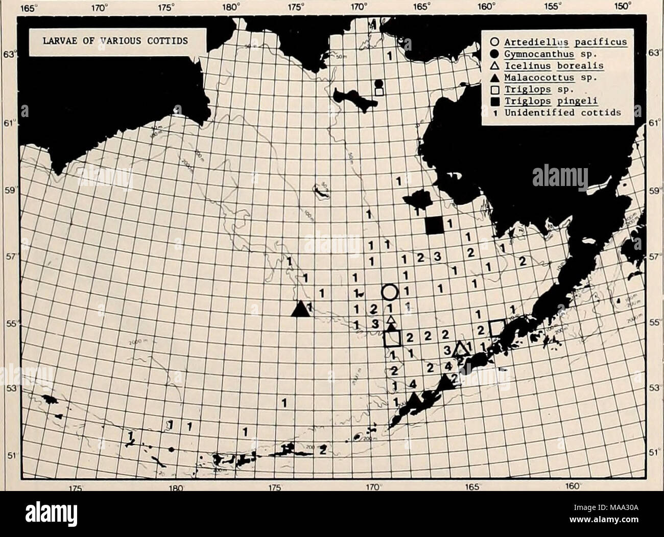 . The Eastern Bering Sea Shelf : oceanography and resources / edited by Donald W. Hood and John A. Calder . Figure 30-22. Number of stations at which larvae of various cottids have been caught. Each unnumbered symbol represents one station. 165&quot; 170&quot; 175&quot; 180&quot; ITS&quot; 17C 165Â° 160^ 155 150' ^^^^^B O ARonus acipenserinus 1 !| 1 Ijl ^^HHP â¢ Asterotheca Infraspinata â ^f^^Y^r^ A Aspidophoroides sp. â 11 -- A A. bartoni â # !Li-U4-V:2*.-?^^,â,... , 1 ^^^^^^^^^^^^^^^^f^^'^^t^J.^i-^'i &gt;; L'l^^H â¼ Odontopyxis trispinosa 1 ^^^^^^^Kl^l l&quot;&quot;T-fâT-L 1 1 k ^ fy, [^^^ Stock Photo