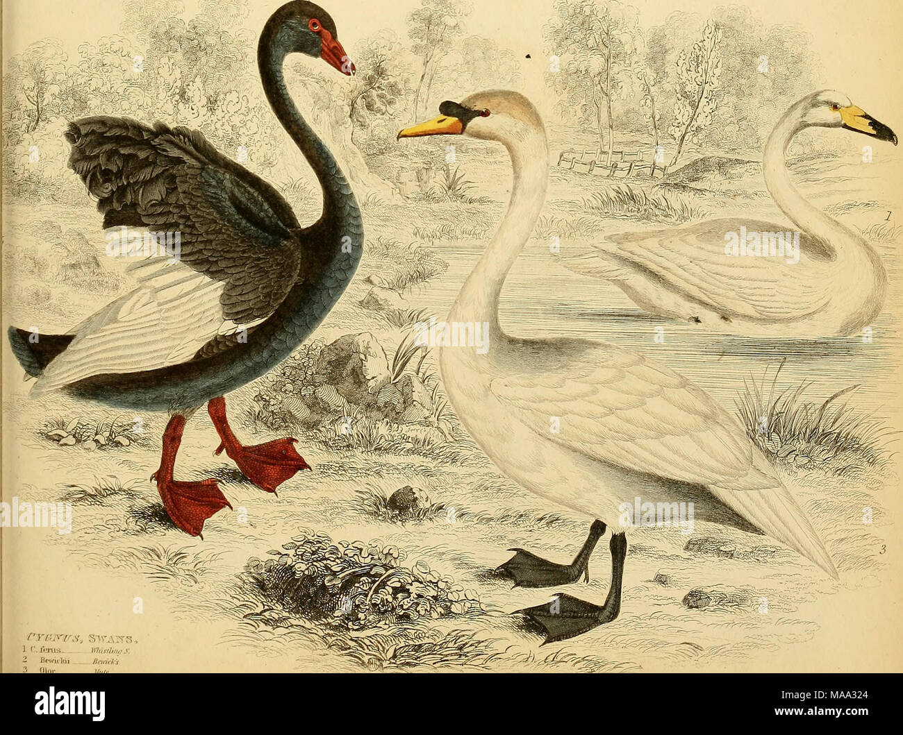 . Edinburgh journal of natural history and of the physical sciences . 1 ...