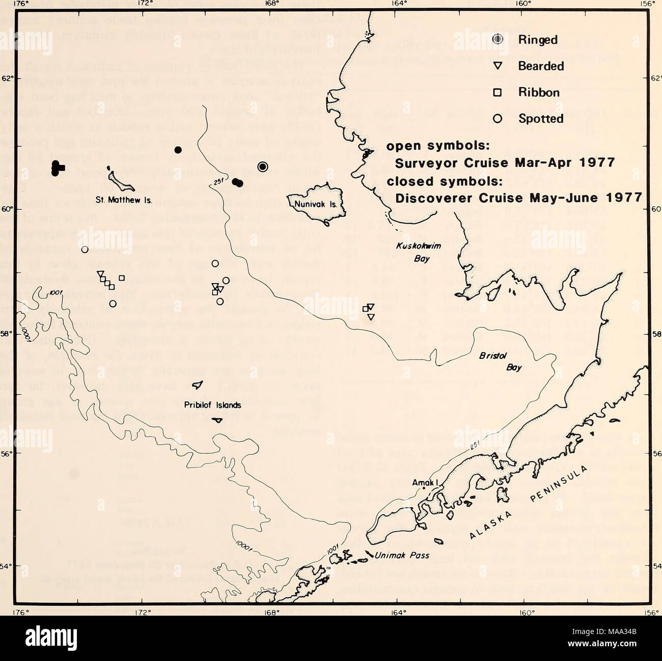 . The Eastern Bering Sea Shelf : oceanography and resources / edited by Donald W. Hood and John A. Calder . Figure 21-3. Localities of seal samples collected on O.S.S. Surveyor cruise March-April 1977 (open symbols) and O.S.S. Discoverer cruise May-June 1977 (closed symbols). largely for ribbon, spotted, and bearded seals (Tables 21-1 and 21-2), which were believed to feed pre- dominantly on demersal fish and benthos, pelagic fish, and invertebrate benthos respectively. Un- fortunately it was not found feasible to obtain representative food species when the mammals were collected. Nor were sto Stock Photo