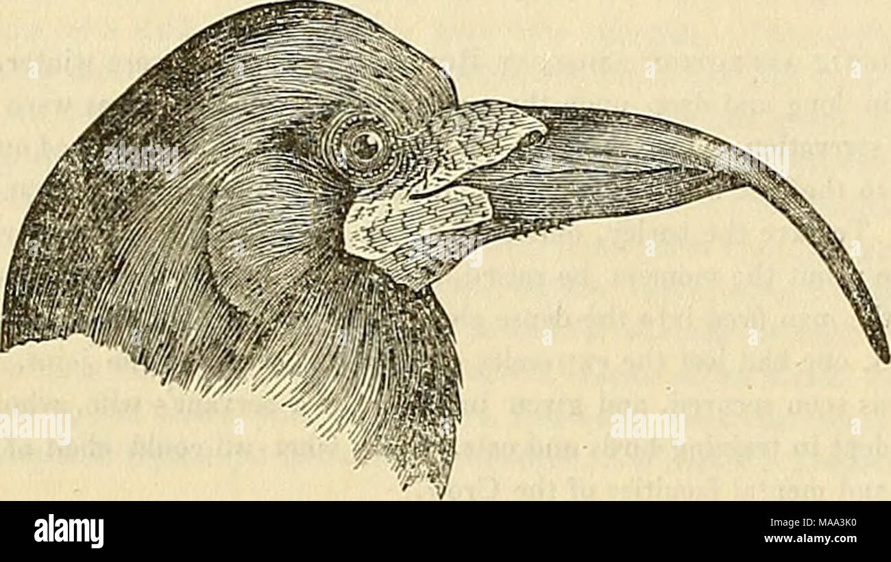 . Edinburgh journal of natural history and of the physical sciences . We have seen instances of a like elongation in other birds, although not to the same extent; and in the Rook itself a case occurred in which the unper mandible was not only elongated, but deflected laterally. On the other hand, we have seen the lower mandible abbreviated, and imperfect, in as much as its two sides did not meet at the commissure, which presented a vacant space. In birds kept in captivity not only the bill, but also the claws, frequently become extremely elongat- ed ; and the same circumstance is occasionally  Stock Photo