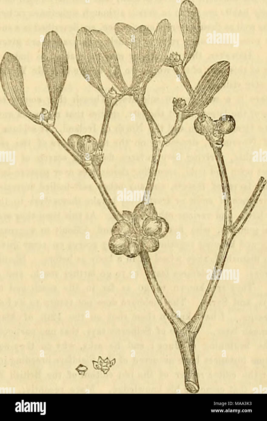 . Edinburgh journal of natural history and of the physical sciences . them unchanged, and adheres to the branches of trees where it germinates. There is no proof of this, however, and it has been observed that the roots are always inserted on the under side of the branches, but this again is accounted for by the action of rain. Withering states that sheep eat it very greedily, and that it is frequently cut off&quot; the trees for them in hard weather. Birdlime is sometimes made from the berries, whence the saying, Turdus suum malum cacat. Their pulp is so slimy and tenacious, that if they are  Stock Photo