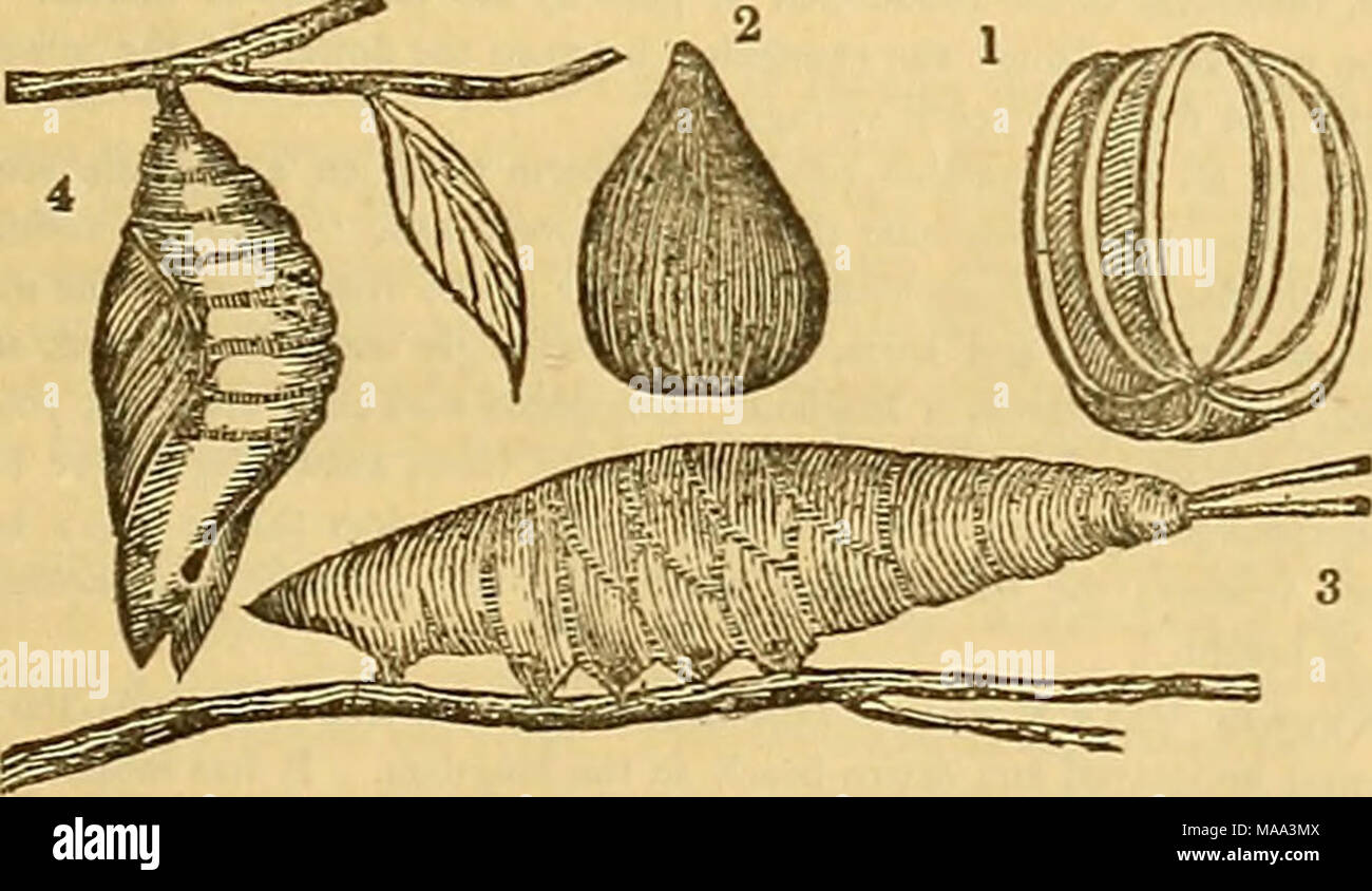 . Edinburgh journal of natural history and of the physical sciences . When the eggs have remained their proper time, the caterpillar, or larva, bursts from its confinement. At first it is exceedingly small, but increases daily, until it reaches its full size, as seen in figure 3, which represents the caterpillar of the Pur- ple Emperor Butterfly (Aptera Iris). The great proportional bulk at which many caterpillars arrive, in comparison to their original size when they emerge from the shell, is surprising. The larva of the Goat Moth (Cossus ligidperdaj, on attaining its full magnitude, is seven Stock Photo