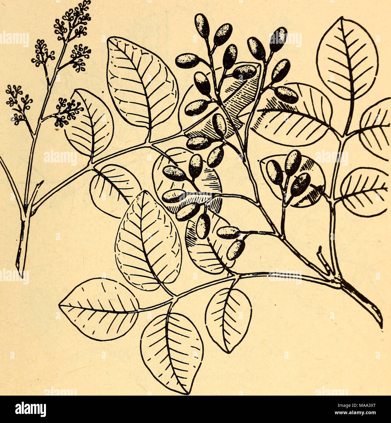 Edible And Poisonous Plants Of The Caribbean Region 63 Black Poison Wood Metopium Toxiferum Poison The Sap Of The Black Poison Wood Causes Blisters And Pro Longed Inflammation Similar To
