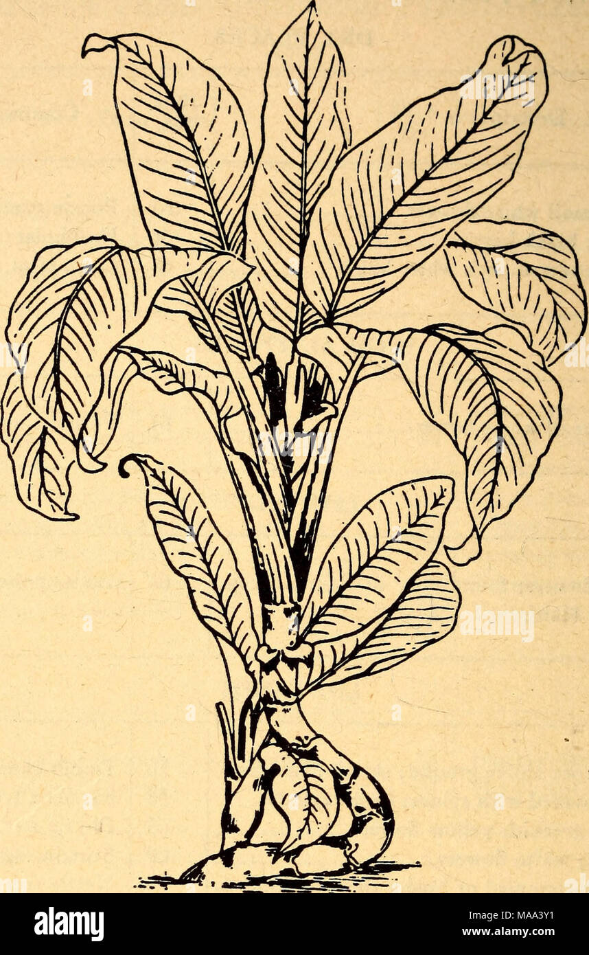 Edible And Poisonous Plants Of The Caribbean Region 56 Dumb Cane Dieffenbachia Poison When The Stems Or Leaves Of The Dumb Cane Are Broken The Milky Sap That Pours Out