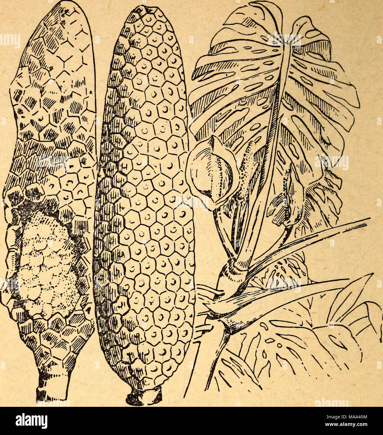 . Edible and poisonous plants of the Caribbean region . 21. Pi NAN ON A Monstera deliciosa The fruit of the pifianona vine is good to eat raw only when fully ripe. Caution: The immature fruit contains needlelike crystals that irritate the mouth. The large green fruit is the size and shape of a corncob. When the small, six-cornered scales begin to drop off the fruit and the deep green color lightens, it is a sure sign of ripeness. The stem of the plant may be placed in water to hasten ripening. This evergreen plant, a native of Mexico, grows in wet forests of many of the regions of tropical Ame Stock Photo