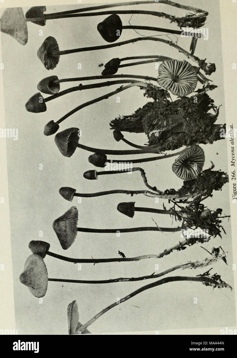 . Edible and poisonous mushrooms of Canada . I 267. Pholiota aurivella. 269. F. caperata. 271. P- marginata. 273. P- fiammans. 275. P- squarrosoides. 268. P. aurivella. 270. F. caperata. 272. F. marginata. 21 A. P. spectabilis. 276. Flammula spumosa. 174 Stock Photo