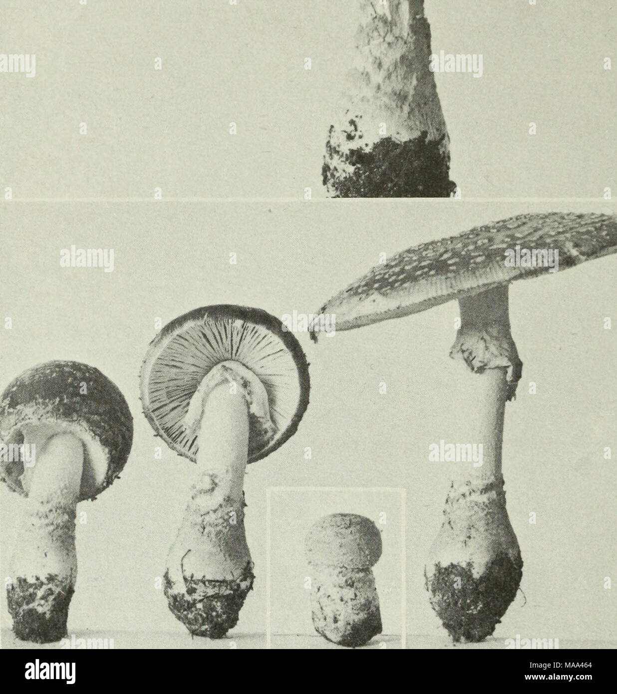 . Edible and poisonous mushrooms of Canada . 104 Figures 103-104. Amanita muscaria. 103, mature plant, note volva adhering to base of stipe in irregular rings and patches; 104, series of specimens illustrating the tearing of the volva to leave patches on the pileus and base of the stipe, and the tearing of the partial veil to form the annulus. 105. Russula abietina. 107. R. chamaeleontina. 109. R. Integra. 111. R. xerampelina. 113. Tricholoma pessundatum. Figures 105-114 106. 108. 110. 112. 114. aeruginea. decolorans. R. R. R. mariae. Pleurotus serotinus. Marasmius siccus. 50 Stock Photo