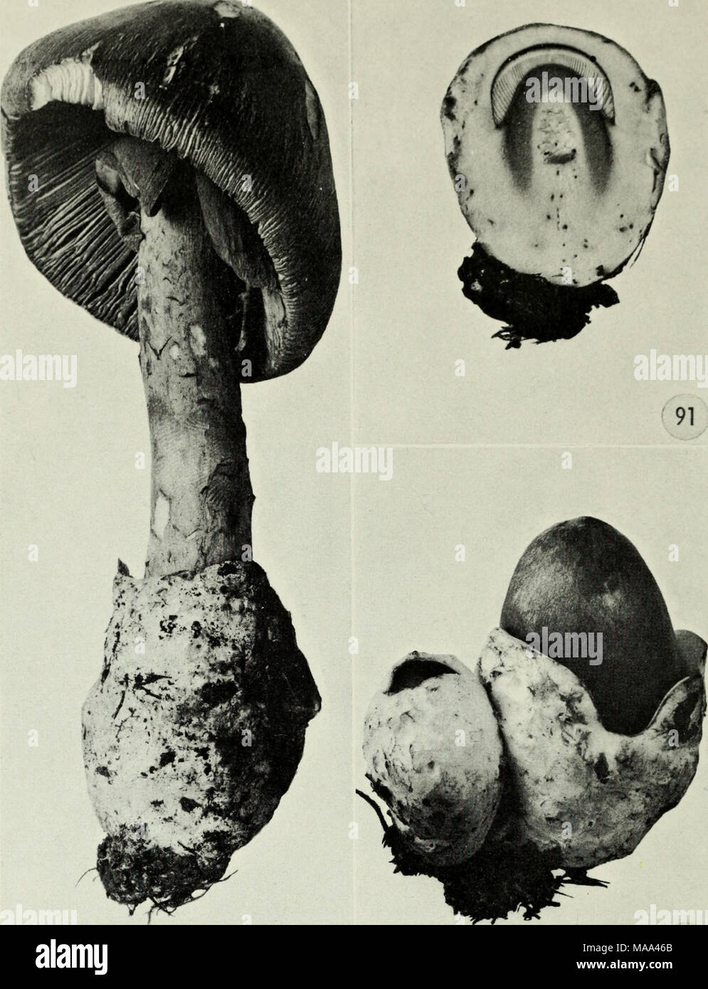 . Edible and poisonous mushrooms of Canada . I I 90 V 92 Figures 90-92, Amanita caesarea. 90, mature plant, note loose membranous volva; 91, section of young plant before volva has ruptured showing outline of young fruiting body within the volva; 92, young plants showing ruptured volva with young fruiting body emerging. 93. Russula densifolia. 95. R. emetica. 97. R.jallax. 99. R. joetens. 101. R. lutea. Figures 93-102 94. R. densifolia. 96. R. emetica. 98. R.flava. 100. R.fragilis. 102. R. nigricans. 48 Stock Photo