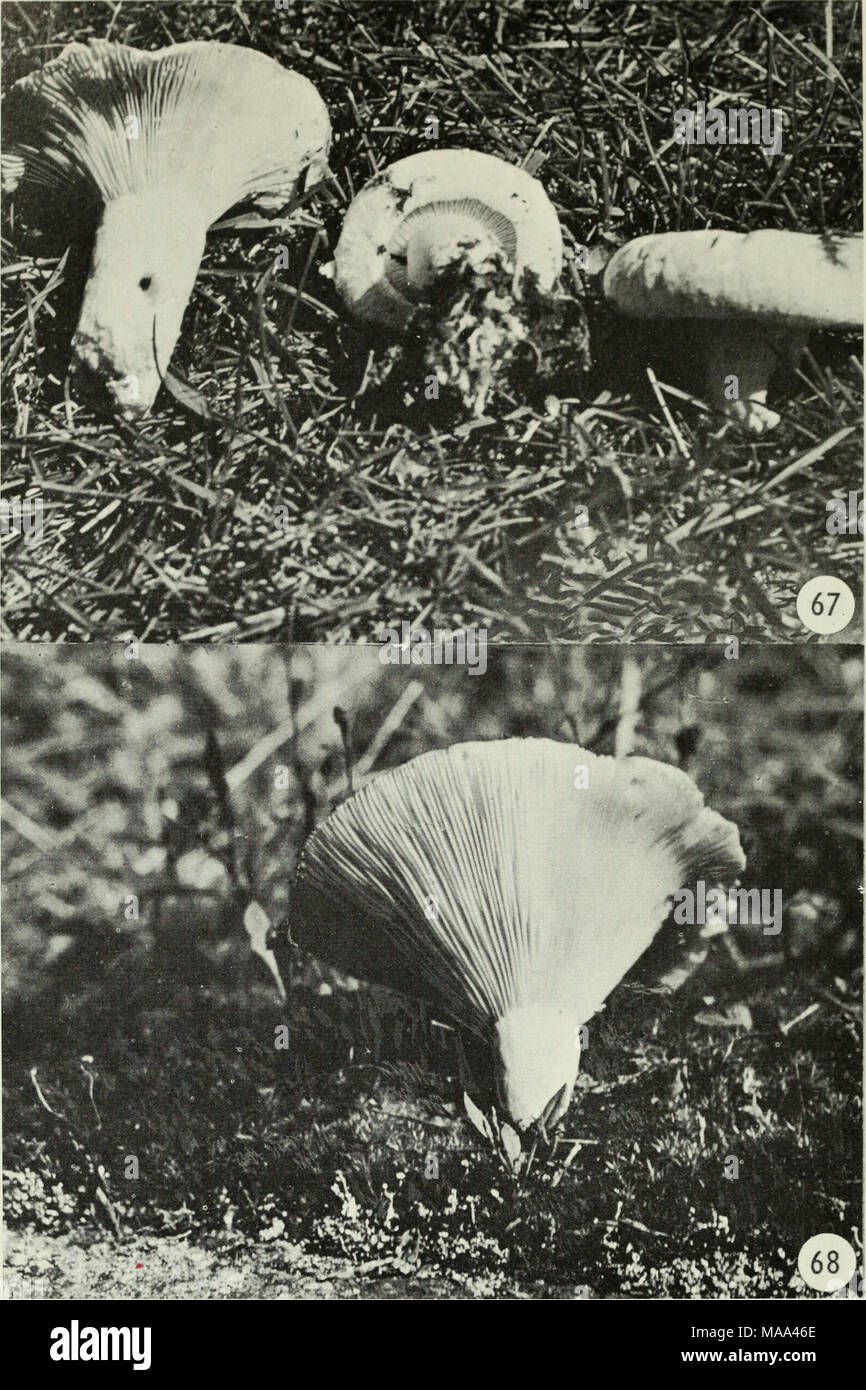 . Edible and poisonous mushrooms of Canada . Figure 67. Lactarius deceptiviis. Figure 68. Russula delica. 28 Stock Photo