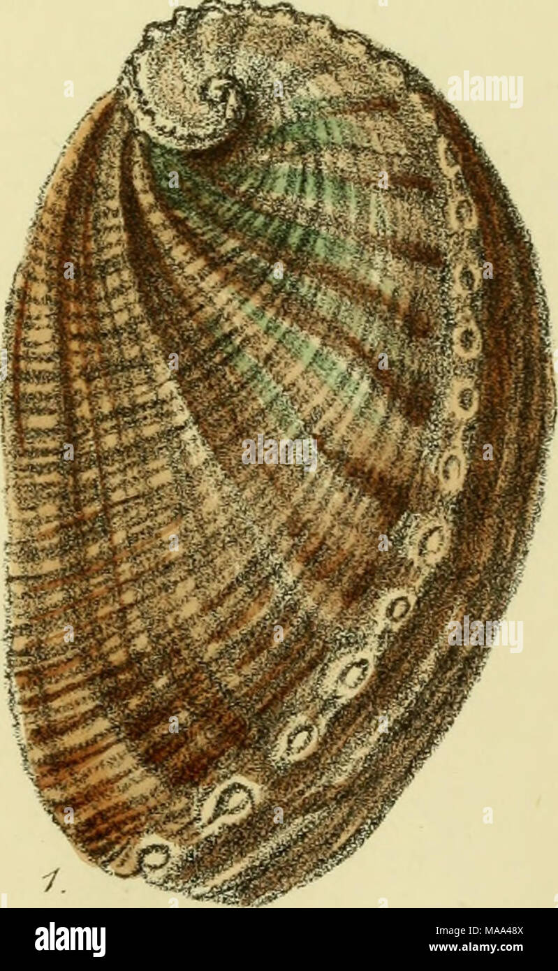 . The edible mollusks of Great Britain and Ireland, with recipes for cooking them . del G.B.Sowerby Vine ent Brooks, Imp. 1. Haliotis tuberculata,, Ear-shell, or Sea-Ear. 2. Patella, vulgata. Limpet Stock Photo