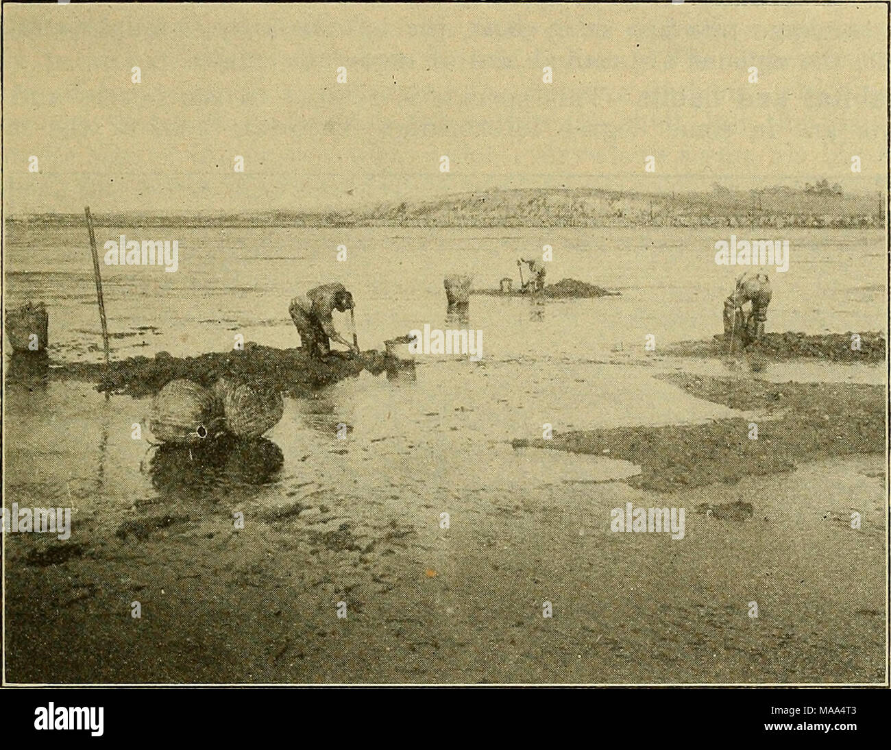 . The edible clams, mussels and scallops of California . Fig. 25. Digging softshell clams at