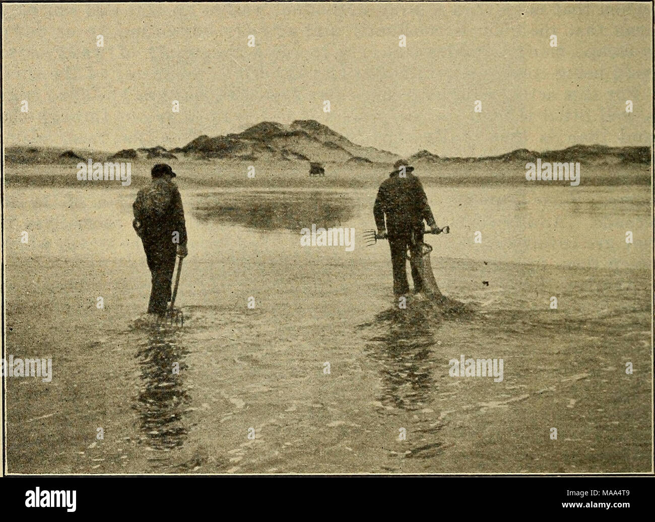 Pismo clam hires stock photography and images Alamy