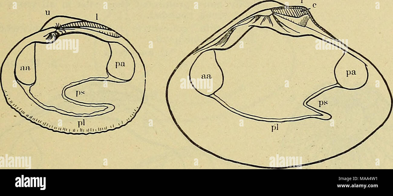 . The edible clams, mussels and scallops of California . Fig. 9. Paphia stami- nea. One-half natural size. Fig. 10. Tivela stultorum. half natural size. One- i. Valves about round in outline, ribs prominent, concentric ridges faint; pallial sinus reaching somewhat more than half way to anterior scar ; valve margins roughened. Rock cockle P. staminea p. 38 ; pi. 10 , fig. 2 ii. Valves elongated, ribs small but distinct, concentric ridges more prominent than ribs ; pallial sinus reaching | of distance to anterior muscle scar; valve margin smooth. Thin-shelled cockle P. tenerrima p. 38; pi. 10 ,  Stock Photo