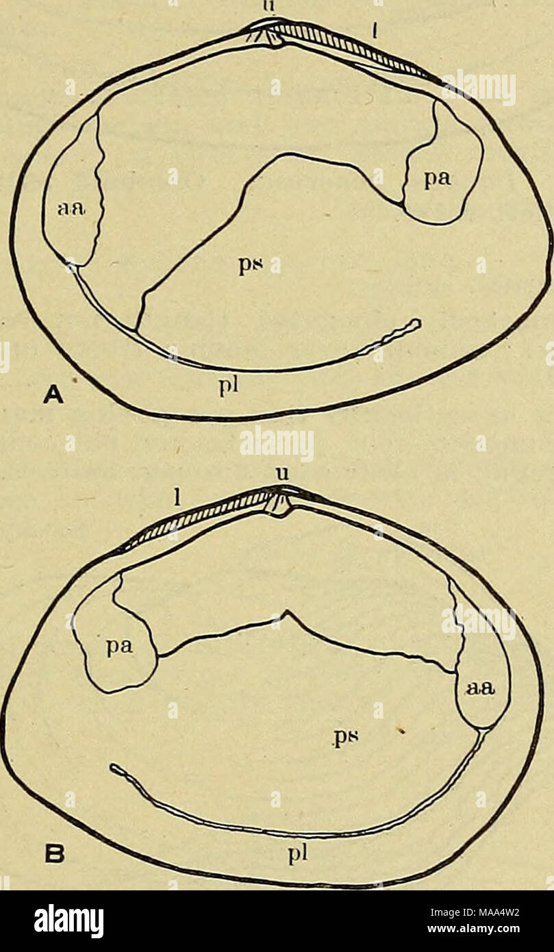 . The edible clams, mussels and scallops of California . Fig. 12. Macoma nasuta. Natural size. (A) Interior right valve. (B) Interior left valve. ii. Siphonate end of shell not produced; left valve much flatter than right, pallial sinus not reaching anterior muscle scar in either valve ; found deep in loose exposed sand. White sand clam M. secta p. 44 ; pi. 12 , figs. 3, 4 , pi. 13 ; fig. 1 gg. Shell with distinct blue or purplish color and conspicuous glossy reddish brown periostracum ; right valve much flatter than left; found in coarse sand or gravel. Purple clam Sanguinolaria nuttalli p. 4 Stock Photo