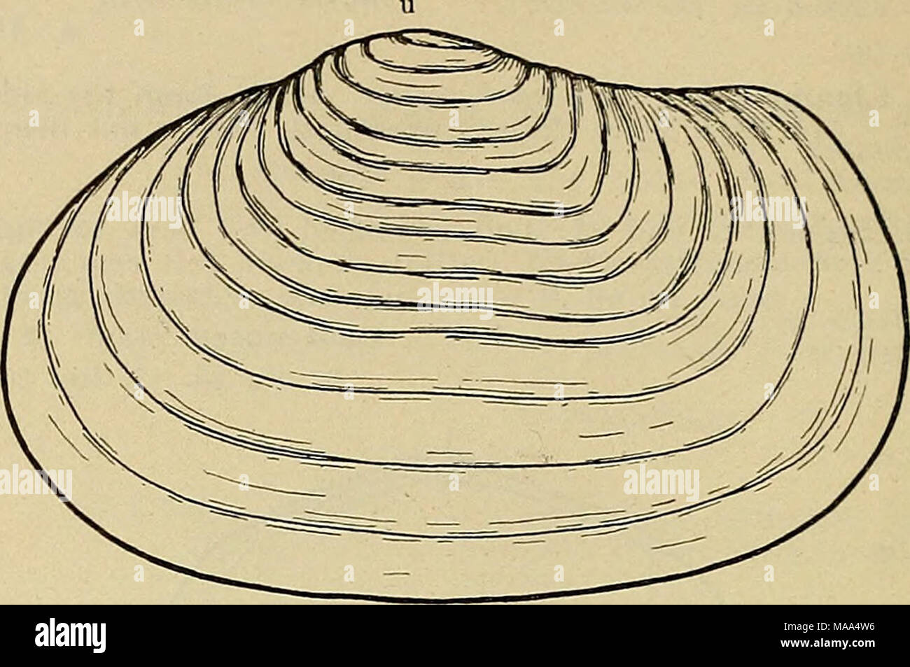 Periostracum shell hires stock photography and images Alamy