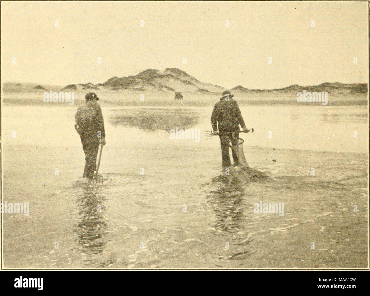 . The edible clams, mussels and scallops of California . Fig. 20