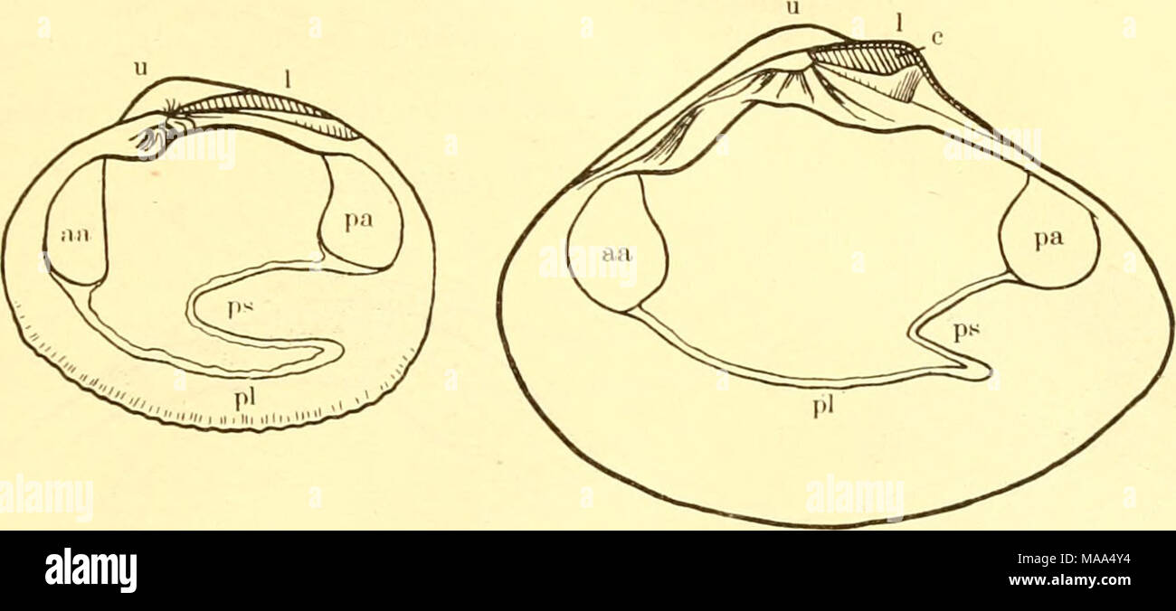 . The edible clams, mussels and scallops of California . Fig. 9. Papliia stami- nea. One-half natural size. Fig. 10. Tivela stultorum. One- half natural size. i. Valves about round in outline, ribs prominent, concentric ridges faint; pallial sinus reaching somewhat more than half way to anterior scar; valve margins rougliened. Rock cockle F. staminea p. 38 ; pi. 10 , fig. 2 ii. Valves elongated, ribs small but distinct, concentric ridges more prominent than ribs ; pallial sinus reaching g of distance to anterior muscle scar; valve margin smooth. Thin-shelled cockle P. tenerrima p. 38; pi. 10 , Stock Photo