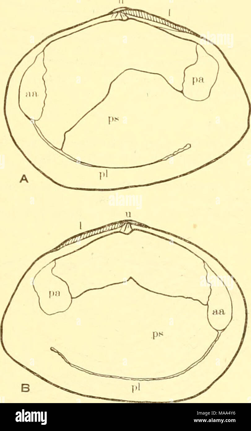 . The edible clams, mussels and scallops of California . Fig. 12. Macoma nasuta. Natural size. (A) Interior right valve. (B) Interior left valve. ii. Siphonate end of shell not produced; left valve much flatter than right, pallial sinus not reaching anterior muscle scar in either valve ; found deep in loose exposed sand. White sand clam M. srcta p. 44 ; pi. 12 , figs. .T, 4 , pi. 13 ; fi.g. 1 gg. Shell with distinct blue or purplish color and conspicuous glossy reddish brown periostracum ; right valve much flatter than left; found in coarse sand or gravel. Purple clam i^duguinolaria nuttalli p Stock Photo