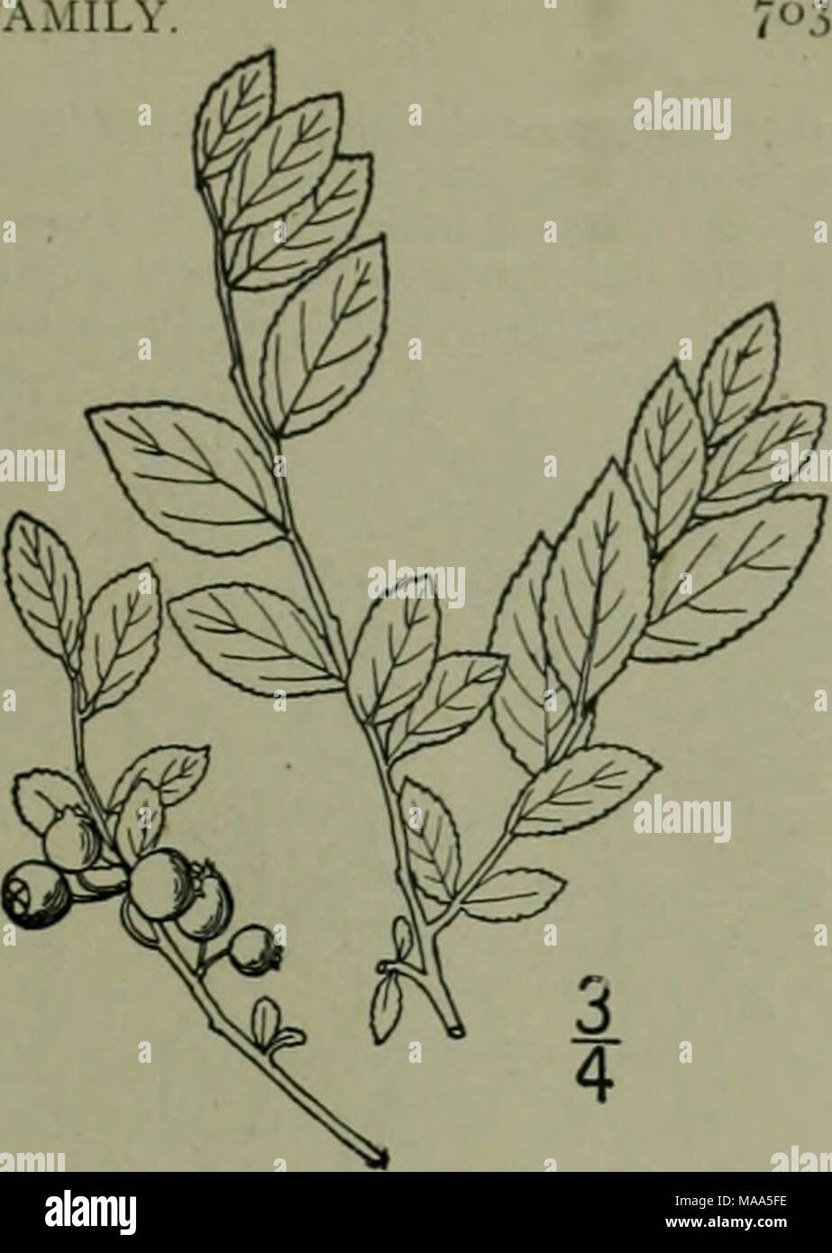 . An illustrated flora of the northern United States, Canada and the British possessions : from Newfoundland to the parallel of the southern boundary of Virginia and from the Atlantic Ocean westward to the 102nd meridian . 14. Vaccinium virgatum Ait. Southern Black Huckleberry. Fig. 3272. I'accinium virgatum Ait. Hort. Kew. 2: 12. 1789. A shrub, 3°-i2° high, the branches slender, green, the young twigs puberulent. Leaves nar- rowly oval-oblong, broadest at the middle, mucro- nate, short-petioled, entire, or finely serrulate, green and glabrous above, pale or glaucous beneath, veins pubescent,  Stock Photo