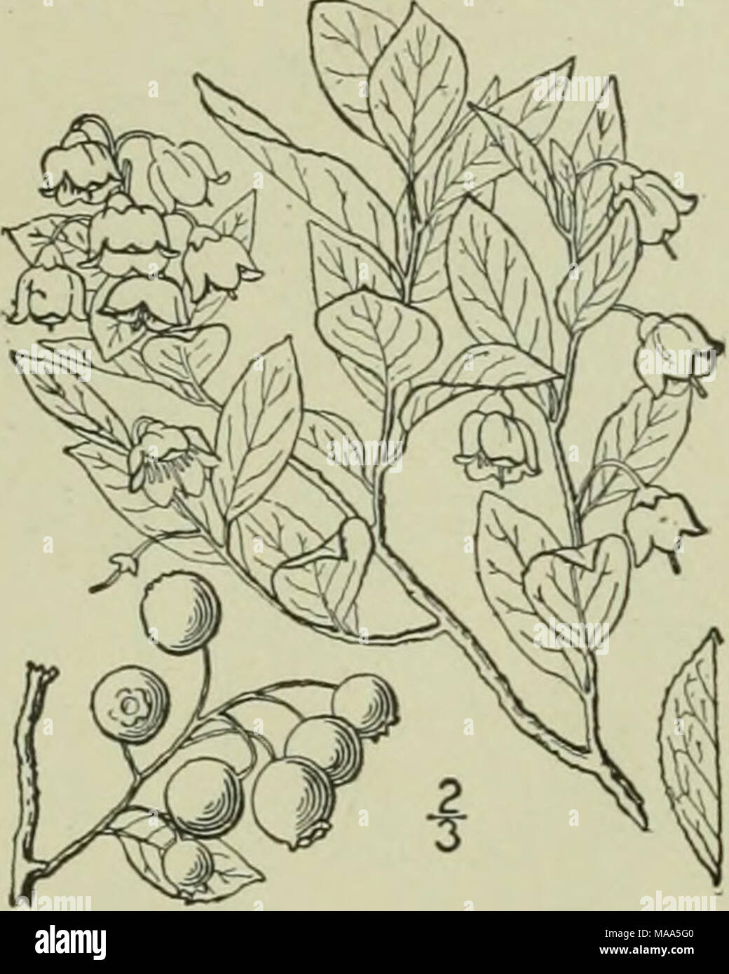 . An illustrated flora of the northern United States, Canada and the British possessions : from Newfoundland to the parallel of the southern boundary of Virginia and from the Atlantic Ocean westward to the 102nd meridian . V. uliginosu V. caespitosi V. membran V. ovalifoliu nless. V. pallidum. :-awned. Most or all the flowers 4-parted and stamens 8. Flowers all or nearly all 5-parted, and stamens 10. Shrub 3'-6' high : leaves obovate or cuneate. Shrubs i°-i2° high; leaves oval or oblong; northern species. Leaves serrulate, green both sides ; berry purple-black. Leaves entire or nearly so. pale Stock Photo