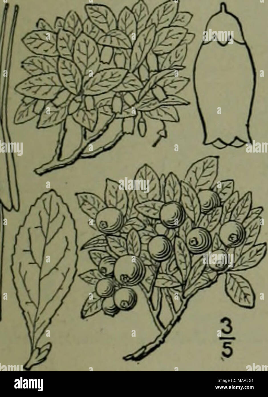 . An illustrated flora of the northern United States, Canada and the British possessions : from Newfoundland to the parallel of the southern boundary of Virginia and from the Atlantic Ocean westward to the 102nd meridian . 2. Vaccinium caespitosum Michx. Dwarf Bilberry. Fig. 3260. I'acci: cacspti Michx. Fl. 234- 1803. A shrub, 3-12' high, much branched, nearly glabrous throughout, the twigs not angled. Leaves obovate or oblong-cuneate, obtuse or acute, 6&quot;-i2&quot; long, green and shining both sides, nearly sessile, serrulate with close bluntish teeth; flowers mostly solitary in the axils  Stock Photo