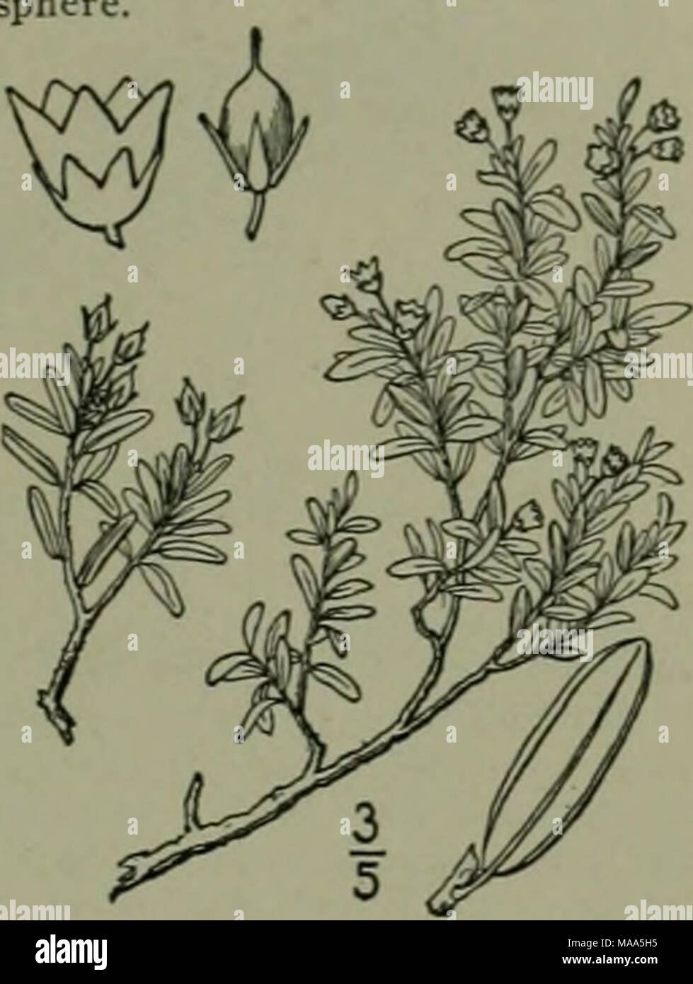 . An illustrated flora of the northern United States, Canada and the British possessions : from Newfoundland to the parallel of the southern boundary of Virginia and from the Atlantic Ocean westward to the 102nd meridian . Asalea procumbens L. Sp. PI. Loiseleuria procumbens Desv. Journ. Bot. (11) i: C. serpyllifolia S. F. Gray, Bot. Arr. Brit. PI. 2 : 401. 1821. Chamaecistus procumbens Kuntze, Rev. Gen. PI. 388. 1891. Tufted, much branched, diflfuse, branches 2-4' long. Leaves mostly opposite, rather crowded, dark green above, paler beneath, 2&quot;-4&quot; long, the midrib very prominent, on  Stock Photo
