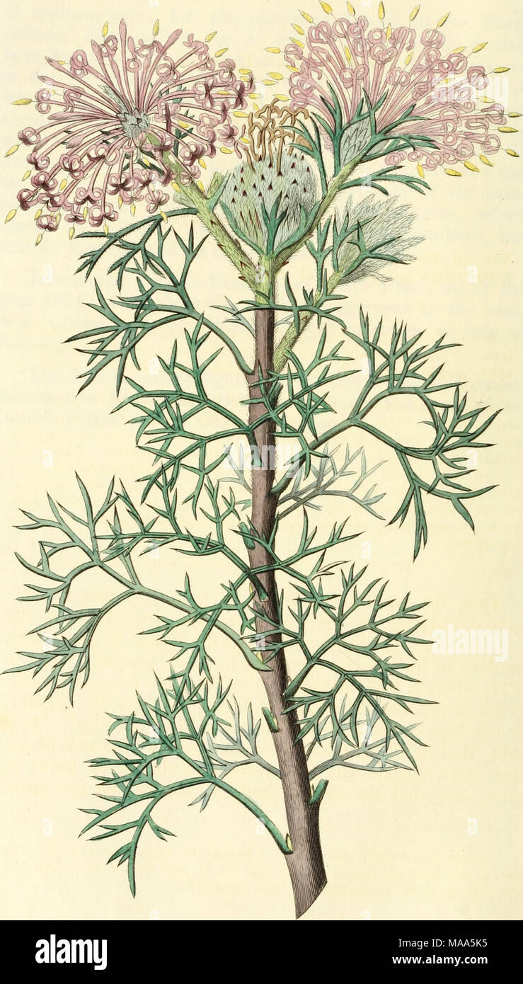 . Edwards' botanical register, or, Ornamental flower-garden and shrubbery .. . nibb. i'.Cl/llf- OS'^. S^»/^h, J -SU,,*^/^c^ ^tc..Sf&4''./^. Stock Photo