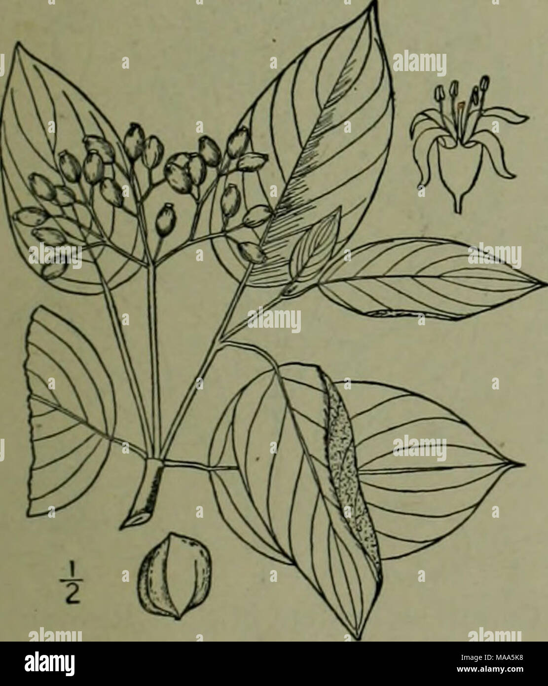 . An illustrated flora of the northern United States, Canada and the