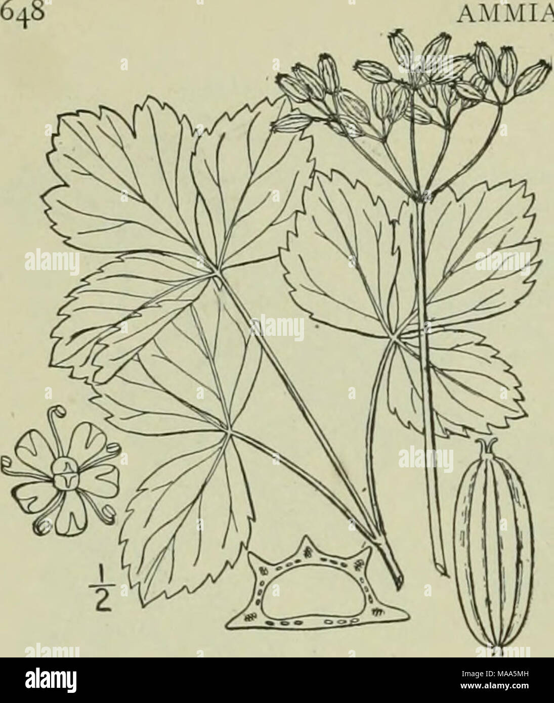 . An illustrated flora of the northern United States, Canada and the British possessions : from Newfoundland to the parallel of the southern boundary of Virginia and from the Atlantic Ocean westward to the 102nd meridian . AMMIACEAE. Vol. IT. 2. Ligusticum scoticum L. Scotch or Sea Lovage. Sea Parsley. Fig. 3152. Ligusticum scoticum L. Sp. PI. 250. 1753. Stem simple, or rarely slightly branched, lo'-3° high. Leaves mostly biternate, the segments thick and fleshy, broadly obovate- ovate or oval, 1-4' long, shining, obtuse or acute at the apex, narrowed or the terminal one rounded at the base, d Stock Photo