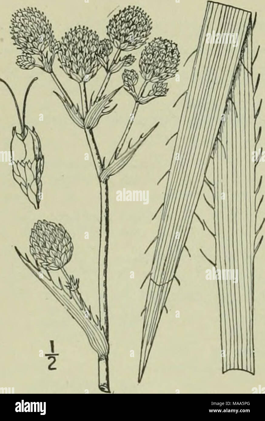 . An illustrated flora of the northern United States, Canada and the British possessions : from Newfoundland to the parallel of the southern boundary of Virginia and from the Atlantic Ocean westward to the 102nd meridian . AMMIACEAE. Vol. I I. Eryngium aquaticum L. Rattlesnake- master. Button Snakeroot. Fig. 3096. E. yiiccaefoliitm Michx. Fl. Bor. Am, 164. 1803. Stout, 2°-6° high, glabrous; stem sriate, simple, or branched above. Leaves elongated-hnear, acuminate at the apex, mostly clasping at the base, finely parellel-veincd, the lower sometimes 3° long and l¥ wide, the upper smaller, all wi Stock Photo