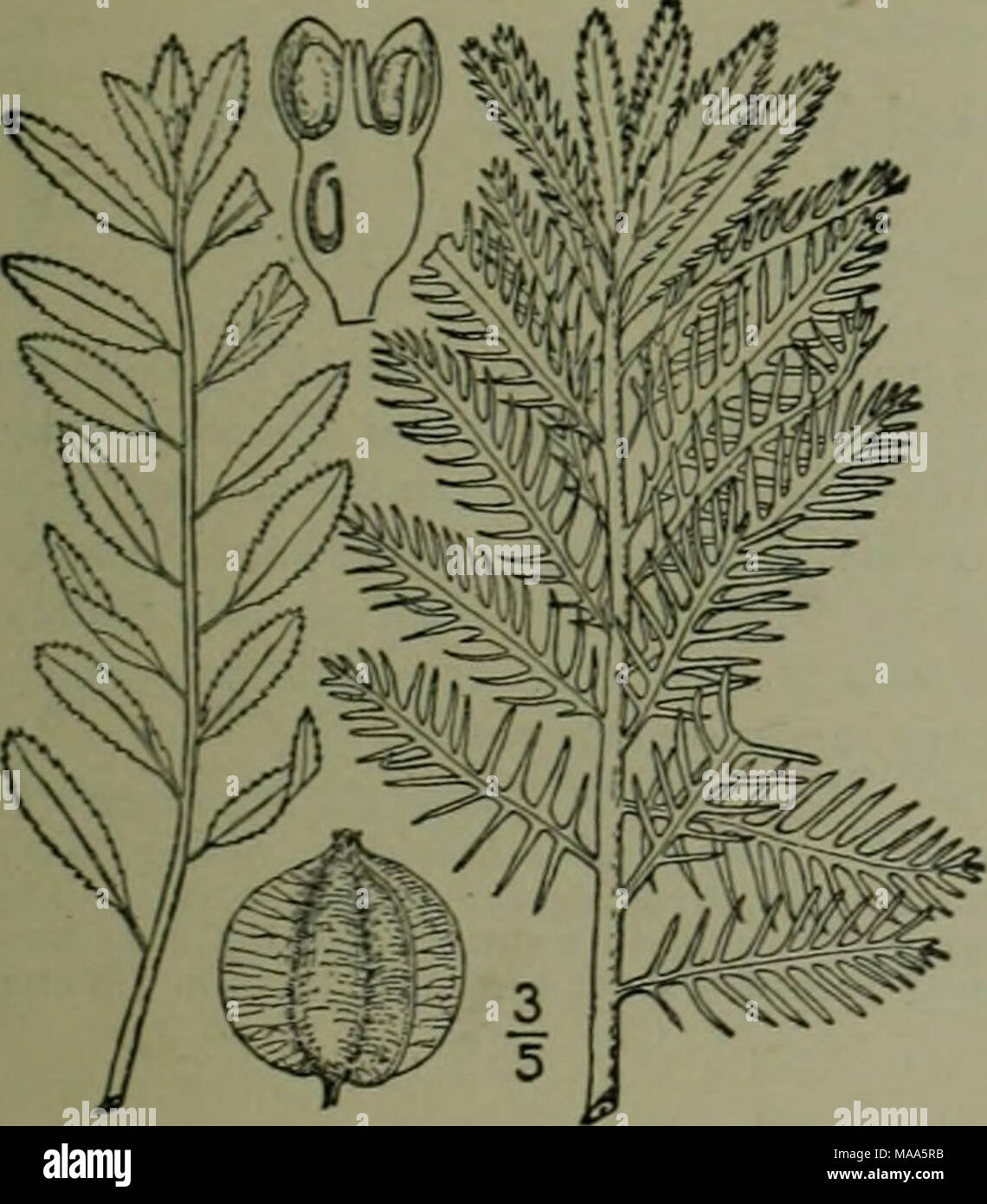 . An illustrated flora of the northern United States, Canada and the British possessions : from Newfoundland to the parallel of the southern boundary of Virginia and from the Atlantic Ocean westward to the 102nd meridian . I. Proserpinaca palustris L. Mermaid- weed. Fig. 3079. Proserpinaca palustris L. Sp. PI. 88 1753. Glabrous, simple or sometimes branched, 8-20' high. Errnersed leaves oblong or linear- lanceolate, io&quot;-2' long, I&quot;-6&quot; wide, sharply serrate, the submerged ones pectinate or pec- tinate-pinnatifid into stiflf linear acute segments which are often serrulate, bearing Stock Photo