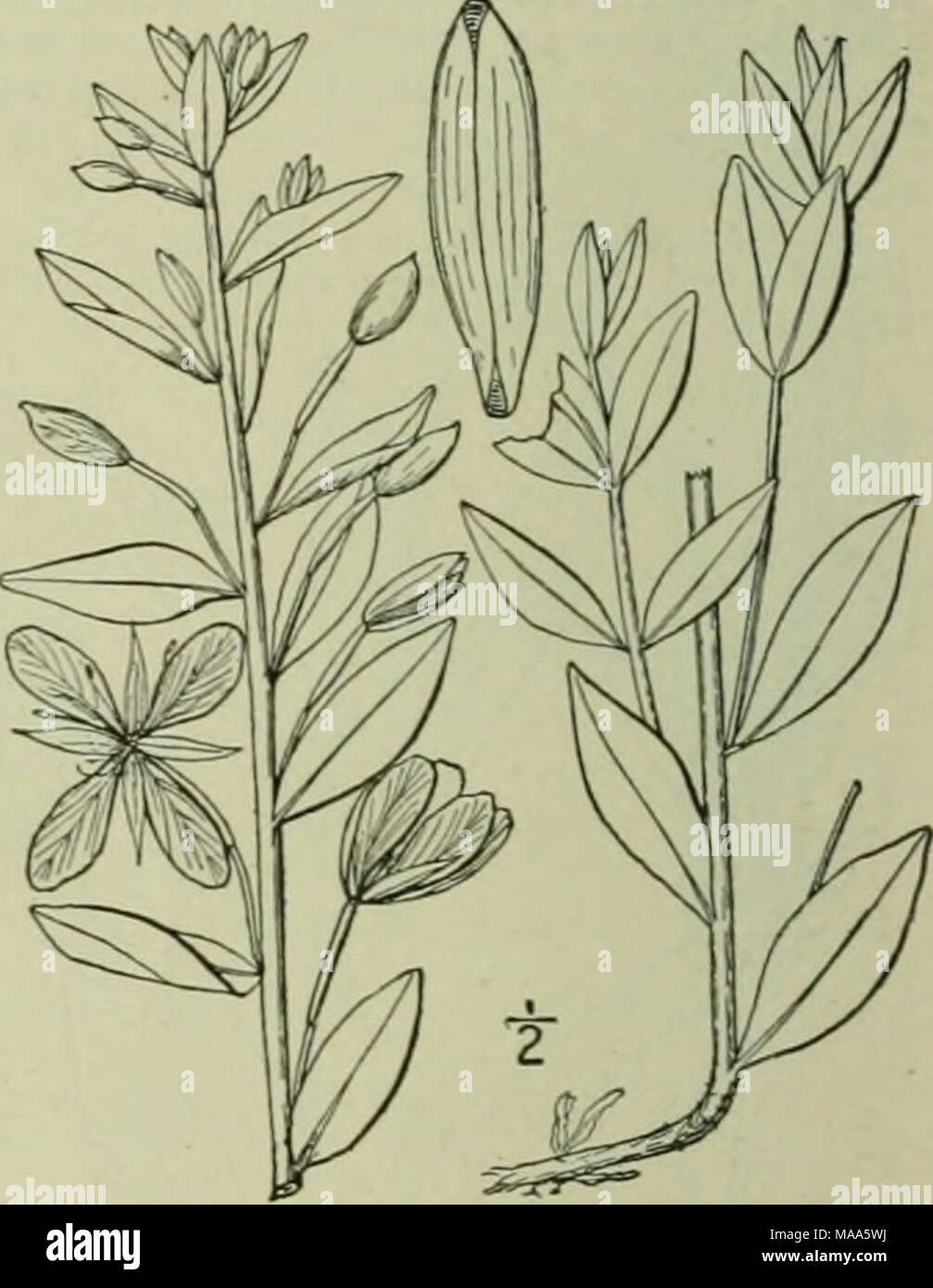 . An illustrated flora of the northern United States, Canada and the British possessions : from Newfoundland to the parallel of the southern boundary of Virginia and from the Atlantic Ocean westward to the 102nd meridian . 6. EPILOBIUM L. Sp. PI. 347- i753- Herbs, or sometimes shrubby plants, with alternate or opposite leaves, and axillary or terminal, solitan-, spicate or racemose flowers. Calyx-tube linear, produced beyond the ovary, the limb 4-parted, deciduous. Petals 4, mostly obovate or obcordate. Stamens 8; anthers oblong or linear, short. Ovary 4-celled; united styles slender or filifo Stock Photo