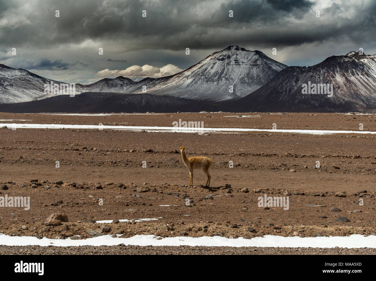 vicuna looking at camera with snow-capped Andes as background Stock Photo