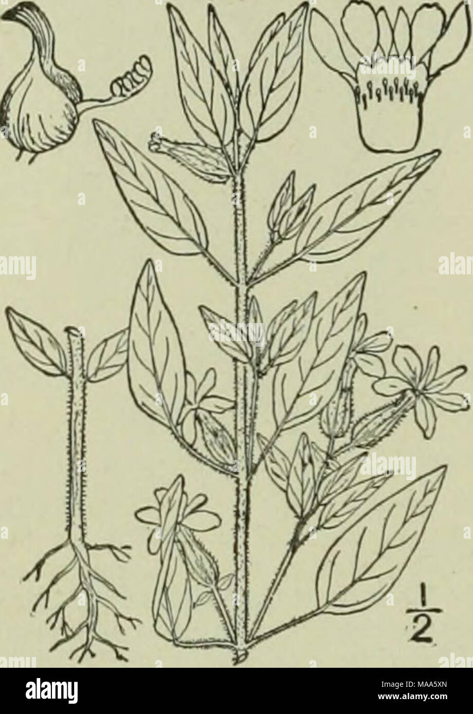 . An illustrated flora of the northern United States, Canada and the British possessions : from Newfoundland to the parallel of the southern boundary of Virginia and from the Atlantic Ocean westward to the 102nd meridian . of the eastern United States and Cuba. Type species: Rhe I. R. marian â glabrous. Stem more or less pubescent: leaves ovate. Stem glabrous. Leaves oblong c lance-oblong: calyx with a fe Leaves ovate, bristly-ciliate ; calyx glabrous. 2. R. virginii hairs above. Stock Photo