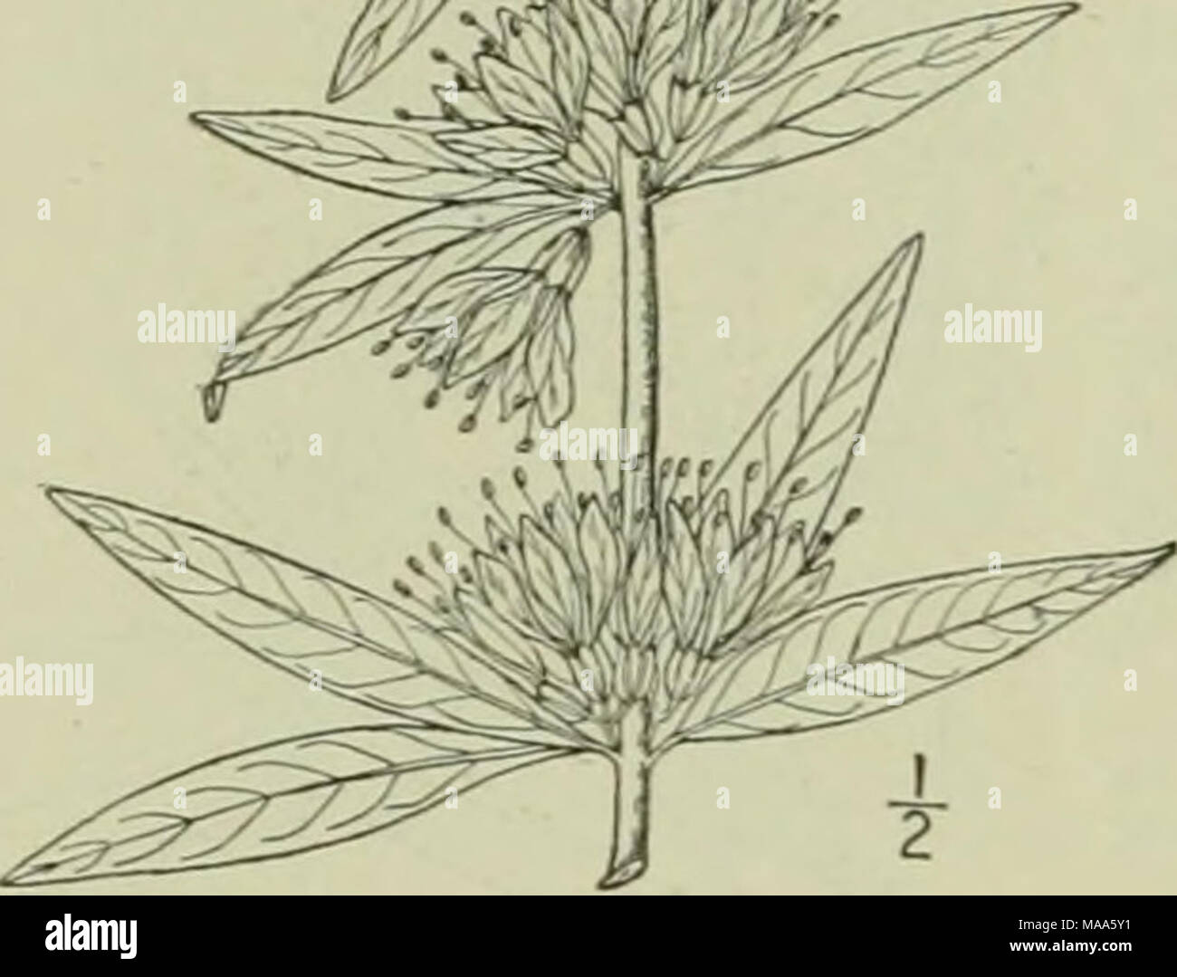 Mostly Alternate Leaves Stock Photos Mostly Alternate - 