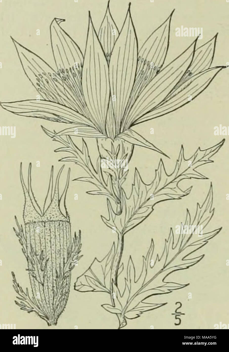 . An illustrated flora of the northern United States, Canada and the British possessions : from Newfoundland to the parallel of the southern boundary of Virginia and from the Atlantic Ocean westward to the 102nd meridian . 3. Nuttallia decapetala (Pursh) Greene. Prairie-lil3^ Showy Alentzelia. Fig. 2980. Bartonia decapetala Pursh, in Bot. Mag. pi. 1487. 1812. Barlonia ornata Pursh. Fl. Am. Sept. 327. 1814 Mentzelia ornata T. &amp; G. FI. N. A. i: 534. 1840. Mentzelia decapetala Urban &amp; Gilg, in Engl. &amp; Prantl, Nat. Pfl. Fam. 3: Abt. 6a, 111. iScj4. A^. decapetala Greene, Leaflets i: 21 Stock Photo