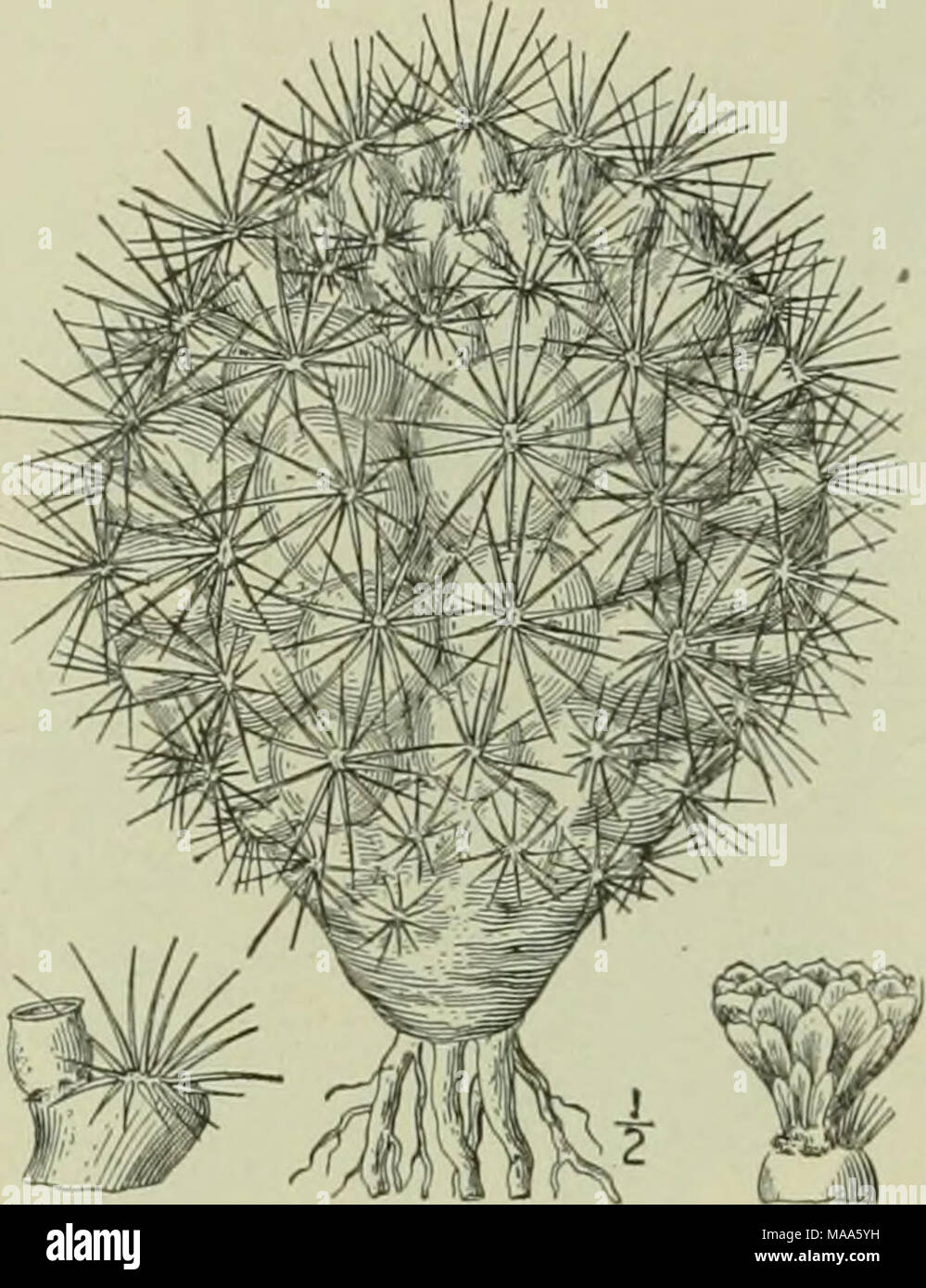 . An illustrated flora of the northern United States, Canada and the British possessions : from Newfoundland to the parallel of the southern boundary of Virginia and from the Atlantic Ocean westward to the 102nd meridian . I. Pediocactus Simpsoni (Engelm.) Brit- ton &amp; Rose. Simpson's Cactus. Hedge- hog-thistle. Fig. 2983. Echinocaclus Simf'soni Engelm. Trans. St. Louis Acad. 2: 197. 1863. Stems single, globose or with a narrowed base, 3'-6' high, 3-4' in diameter. Tubercles ovoid, somewhat 4-sided at base, 6&quot;-8&quot; long, arranged in spirals; central spines yellowish below, nearly bl Stock Photo