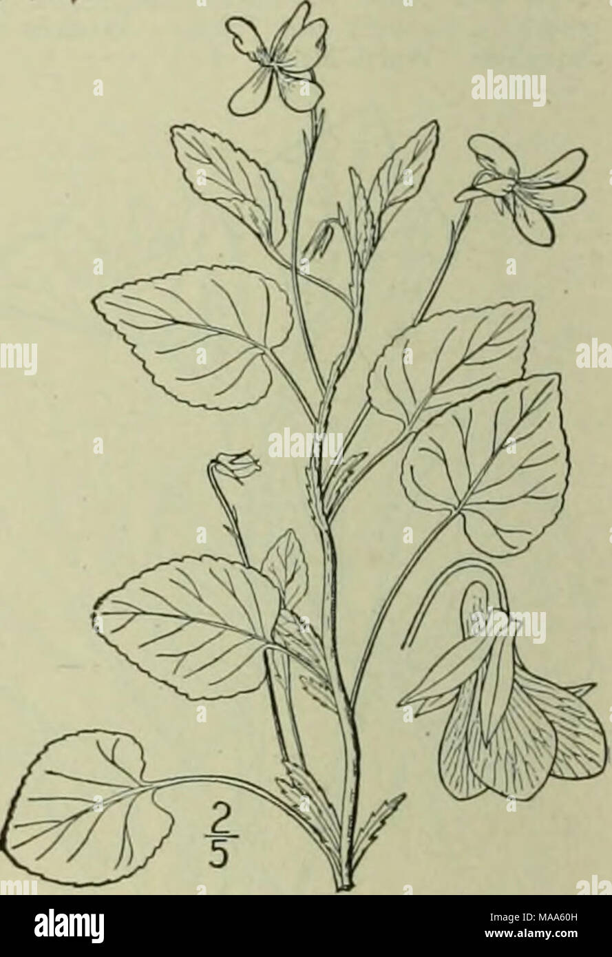. An illustrated flora of the northern United States, Canada and the British possessions : from Newfoundland to the parallel of the southern boundary of Virginia and from the Atlantic Ocean westward to the 102nd meridian . Stems several, angular, leafy, ascendmg, 6-12 long when in flower, in late summer often 2° long, decumbent; leaves glabrous or nearly so, orbicular to ovate, cordate, I'-li' wide, usually acuminate, finely crenate-serrate; stipules large, oblong-lanceo- late, fimbriate ; flowers long-peduncled ; sepals cilio- late, linear-lanceolate, attenuate; corolla white or cream-colored Stock Photo