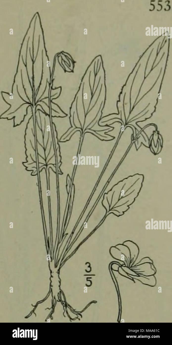 . An illustrated flora of the northern United States, Canada and the British possessions : from Newfoundland to the parallel of the southern boundary of Virginia and from the Atlantic Ocean westward to the 102nd meridian . 19. Viola emarginata (Nutt.) Le Conte. Triangle-leaved 'iolet. Fig. 2941. 1826. Glabrous, succulent, frequently cespitose; root- stock stout; petioles generally much longer than the blades; blades at petaliferous flowering nar- rowly ovate or triangular, subcordate, S'-i4' long; those of later leaves broadly ovate or deltoid, iV-zY wide when mature, often no longer than bro Stock Photo