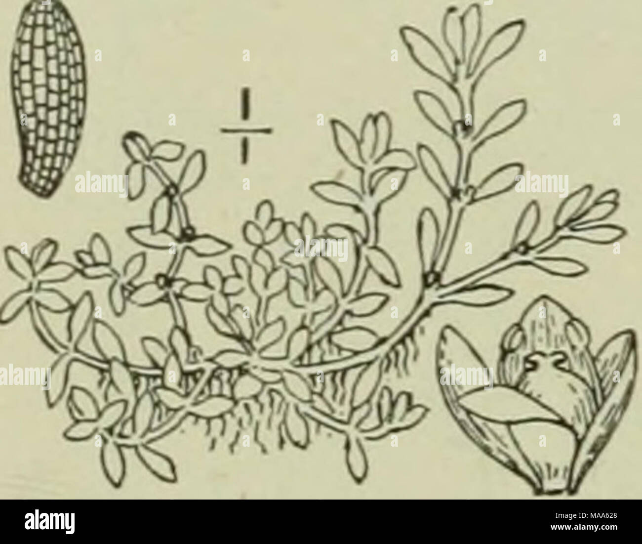 . An illustrated flora of the northern United States, Canada and the British possessions : from Newfoundland to the parallel of the southern boundary of Virginia and from the Atlantic Ocean westward to the 102nd meridian . 2. Elatine brachysperma A. Gray. Elatine brachysperma A. Gray, Proc. Am. Acad, Terrestrial or sometimes submerged, spread! Short-seeded Water-wort 3: 361. 1878. long Fig. 2906.   . -. tufted, Leaves oblong, oval or lanceolate, narrowed at the base, 2&quot;-3&quot; long, about I&quot; wide, obtuse; flowers sessile, axillary, minute; sepals, petals^ stamens and stigmas mainly  Stock Photo