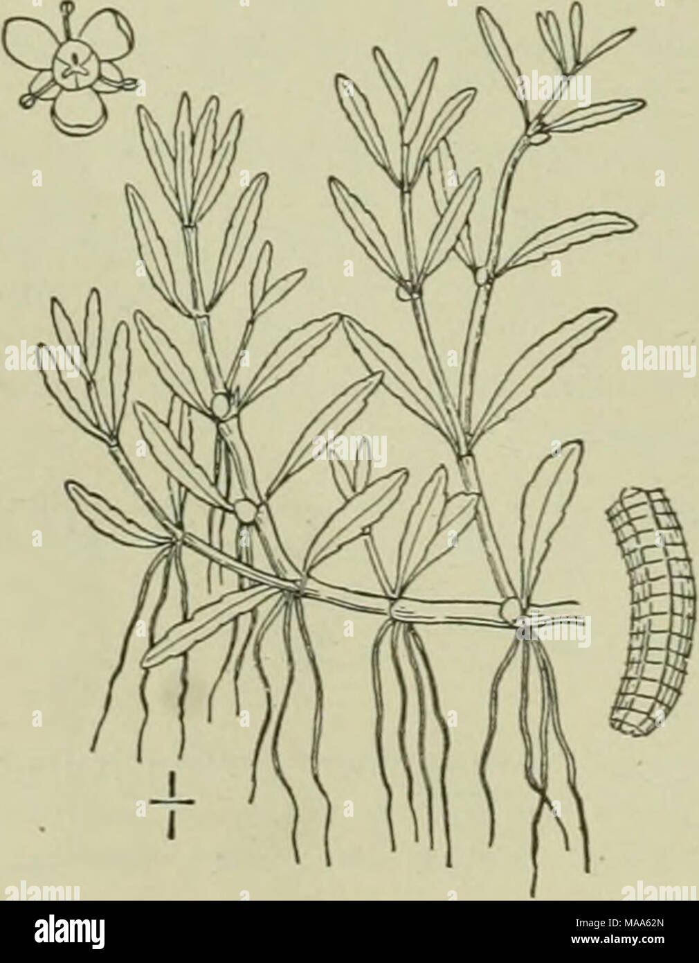 . An illustrated flora of the northern United States, Canada and the British possessions : from Newfoundland to the parallel of the southern boundary of Virginia and from the Atlantic Ocean westward to the 102nd meridian . 3. Elatine triandra Schk. Long-stemmed A'ater-wort. Fig. 2907. Elatine triandra Schk. Bot. Hand. Flaccid, tufted, immersed or creeping, stems 2-4' long, much branched. Leaves oblong or oblanceo- late. very thin, obtuse, 2&quot;-4&quot; long, i&quot; wide, narrowed at the base: flowers minute, axillarv', sessile; sepals commonly 2; petals, stamens and stigmas 3; seeds slight Stock Photo