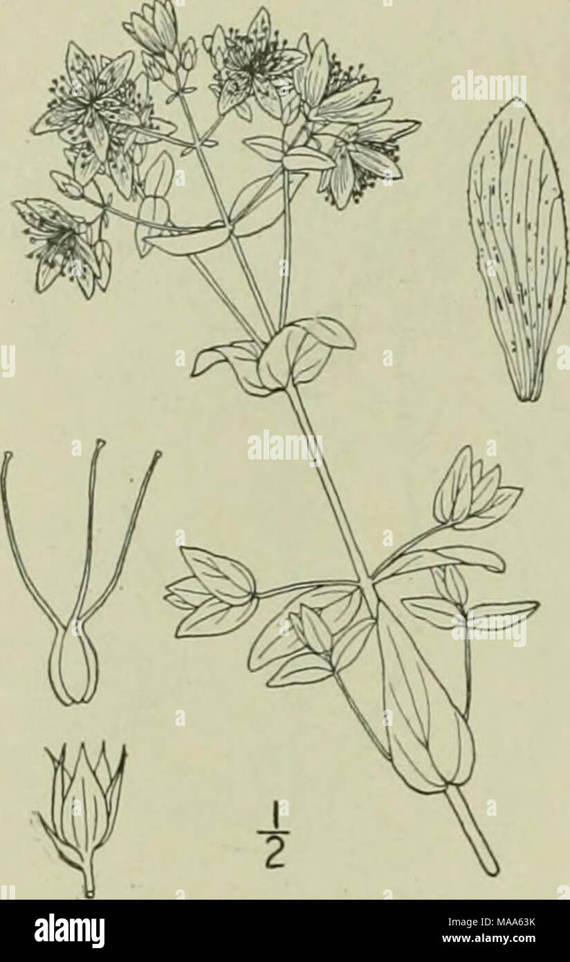 . An illustrated flora of the northern United States, Canada and the British possessions : from Newfoundland to the parallel of the southern boundary of Virginia and from the Atlantic Ocean westward to the 102nd meridian . HYPERICACEAE. 14. Hypericum pseudomaculatum Bush. Large Spotted St. John's-wort. Fig. 2894. Hypciiciiin pseujoimiciilattim Bush : Britton. Man. 627. 1901. Similar to the preceding species, but tlie leaves, at least the upper ones, acute, ovate to oblong-lanceolate; flowers larger; sepals lanceolate to ovate-lanceolate, acuminate; petals pale yellow, three to five times as lo Stock Photo