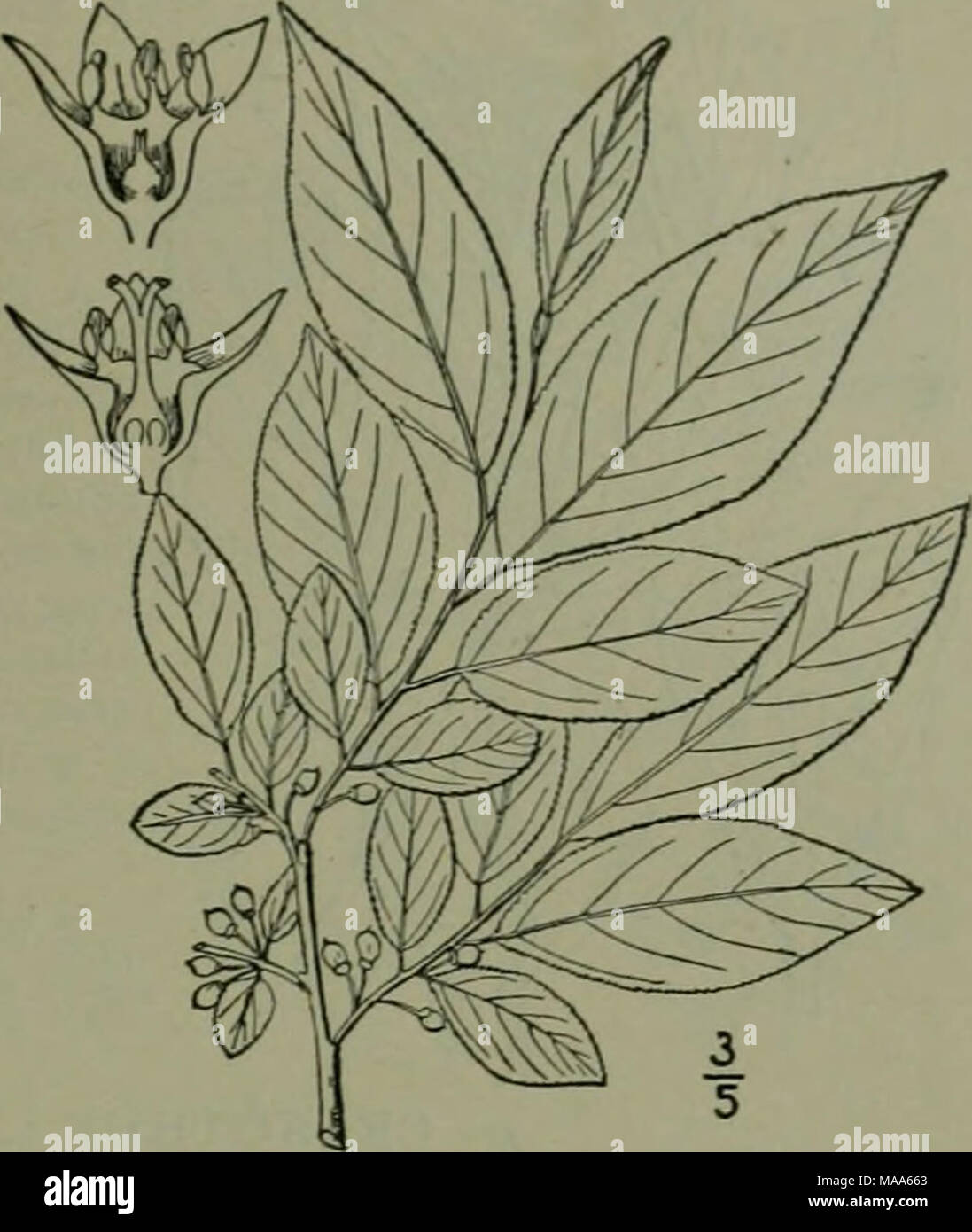 . An illustrated flora of the northern United States, Canada and the British possessions : from Newfoundland to the parallel of the southern boundary of Virginia and from the Atlantic Ocean westward to the 102nd meridian . 3. Rhamnus ahiifolia L'Her. Alder- leaved Buckthorn. Dwarf Alder. Fig. 2825. Rhamnus alnifotia L'Her. Sert. Angl. 5. 1788. A small shrub, with puberulent thornless branches. Leaves oval to elliptic, 2-4' long, 1-2' wide, obtuse to acuminate at the apex, mainly acute at the base, irregularly crenate-serrate; veins 6-7 pairs; petioles 3&quot;-6&quot; long; flowers 5-merous, so Stock Photo