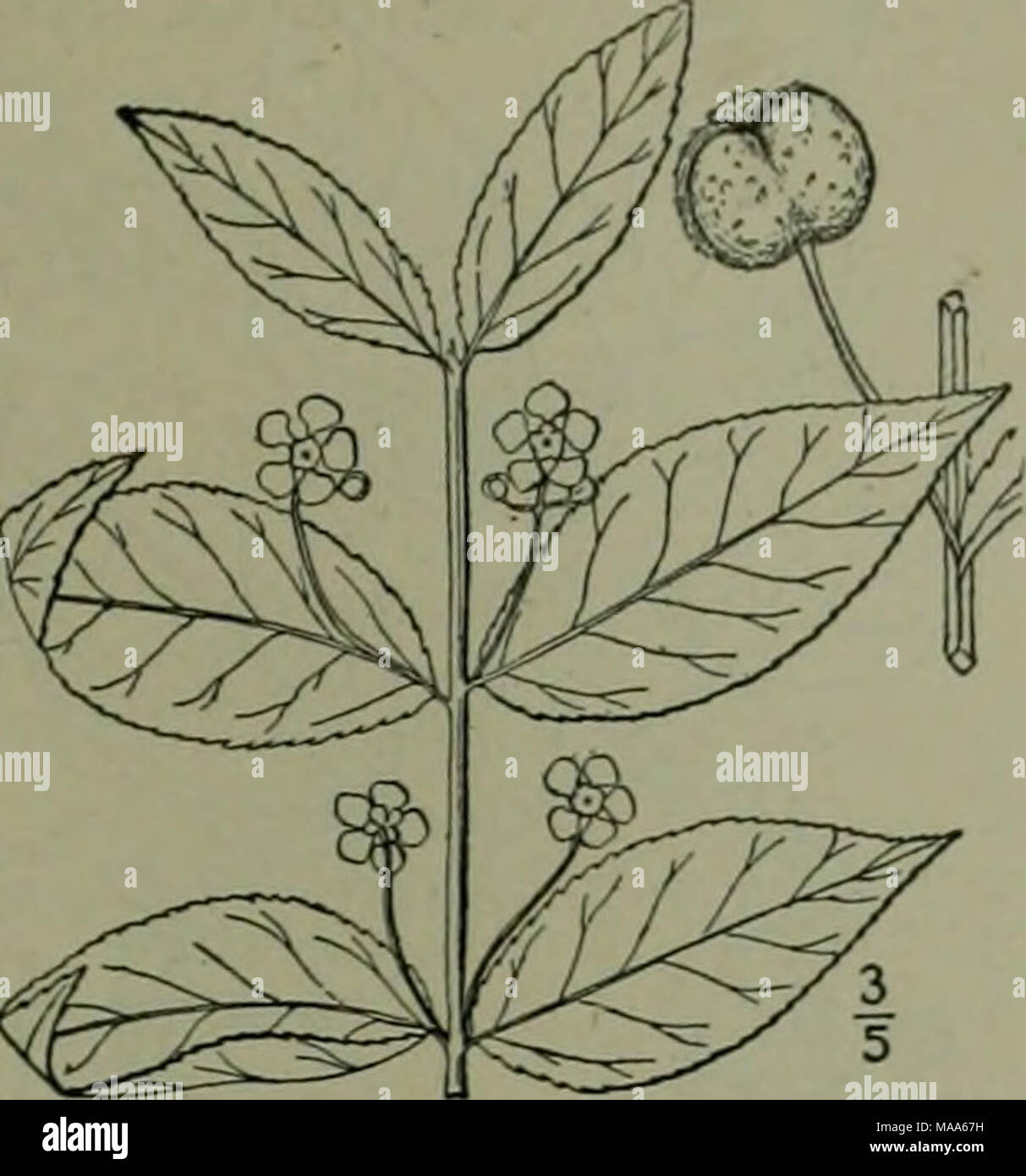 . An illustrated flora of the northern United States, Canada and the British possessions : from Newfoundland to the parallel of the southern boundary of Virginia and from the Atlantic Ocean westward to the 102nd meridian . 2. Euonymus obovatus Xutt. Running Strawberry Bush. Fig. 2798. Stock Photo